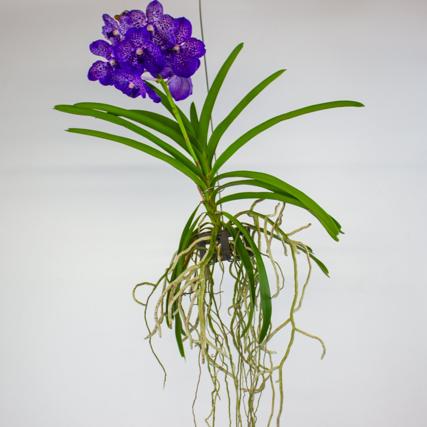 Vanda 13cm H40cm