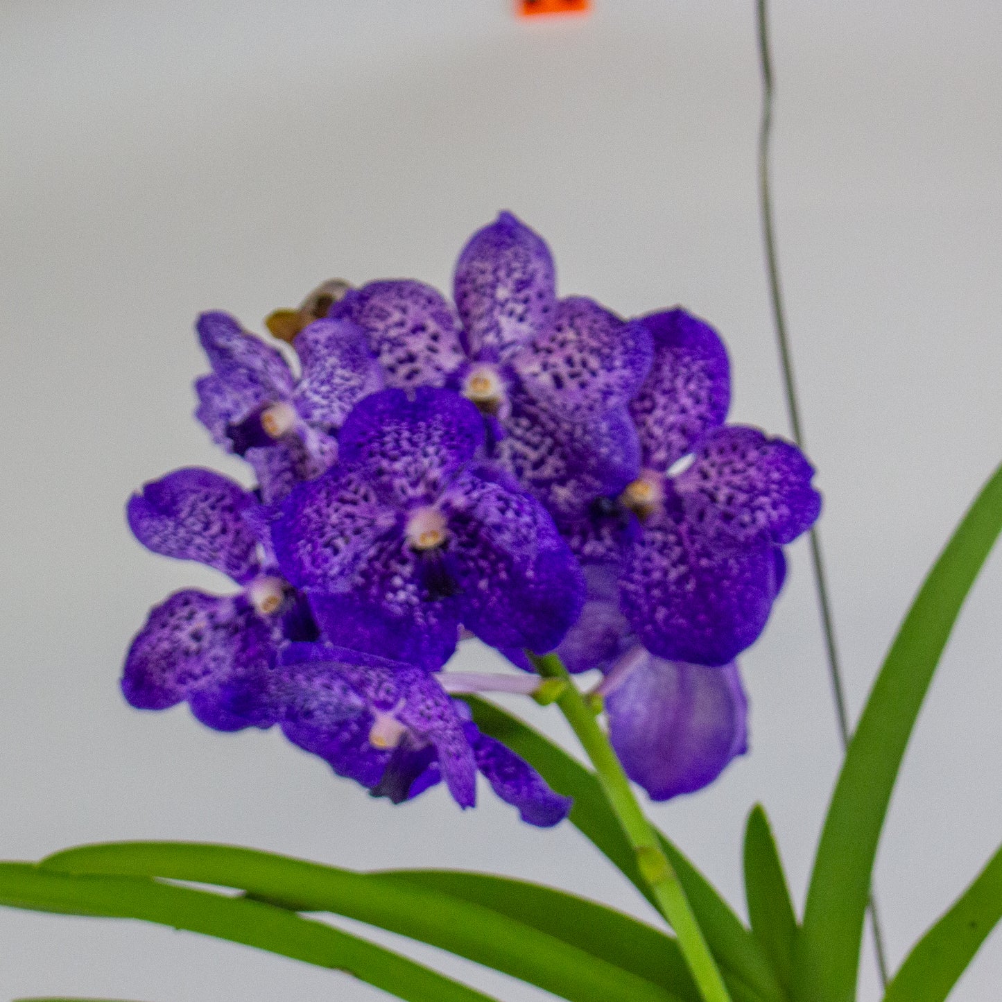 Vanda 13cm H40cm