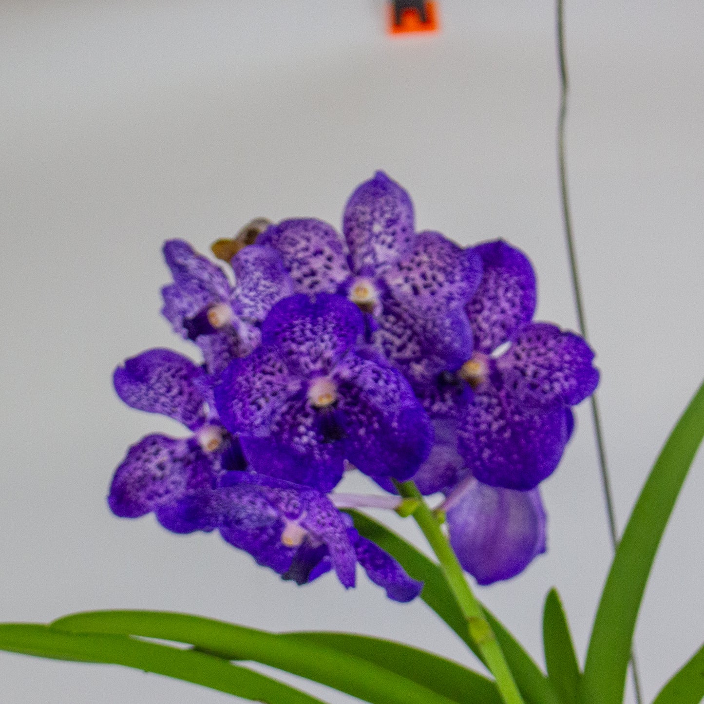 Vanda 13cm H40cm
