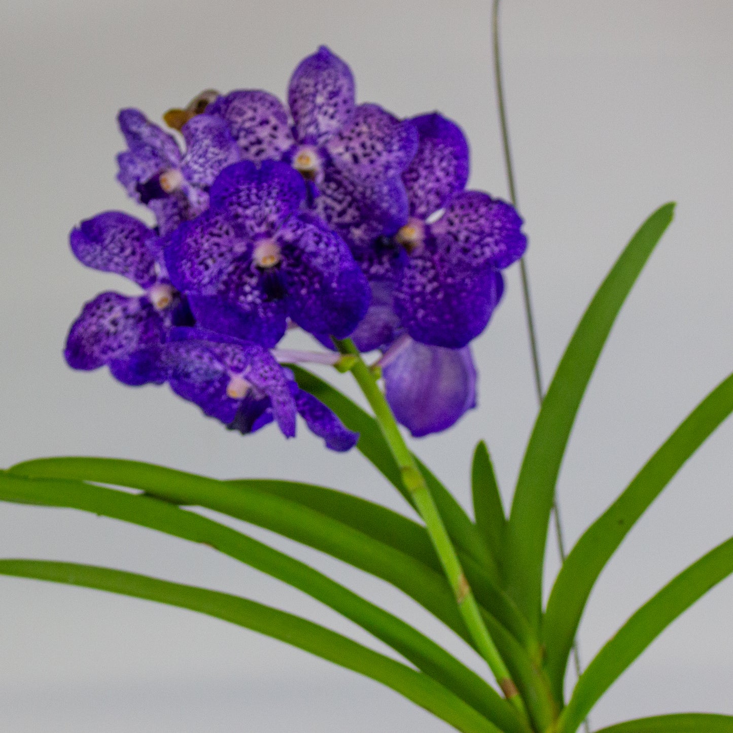 Vanda 13cm H40cm