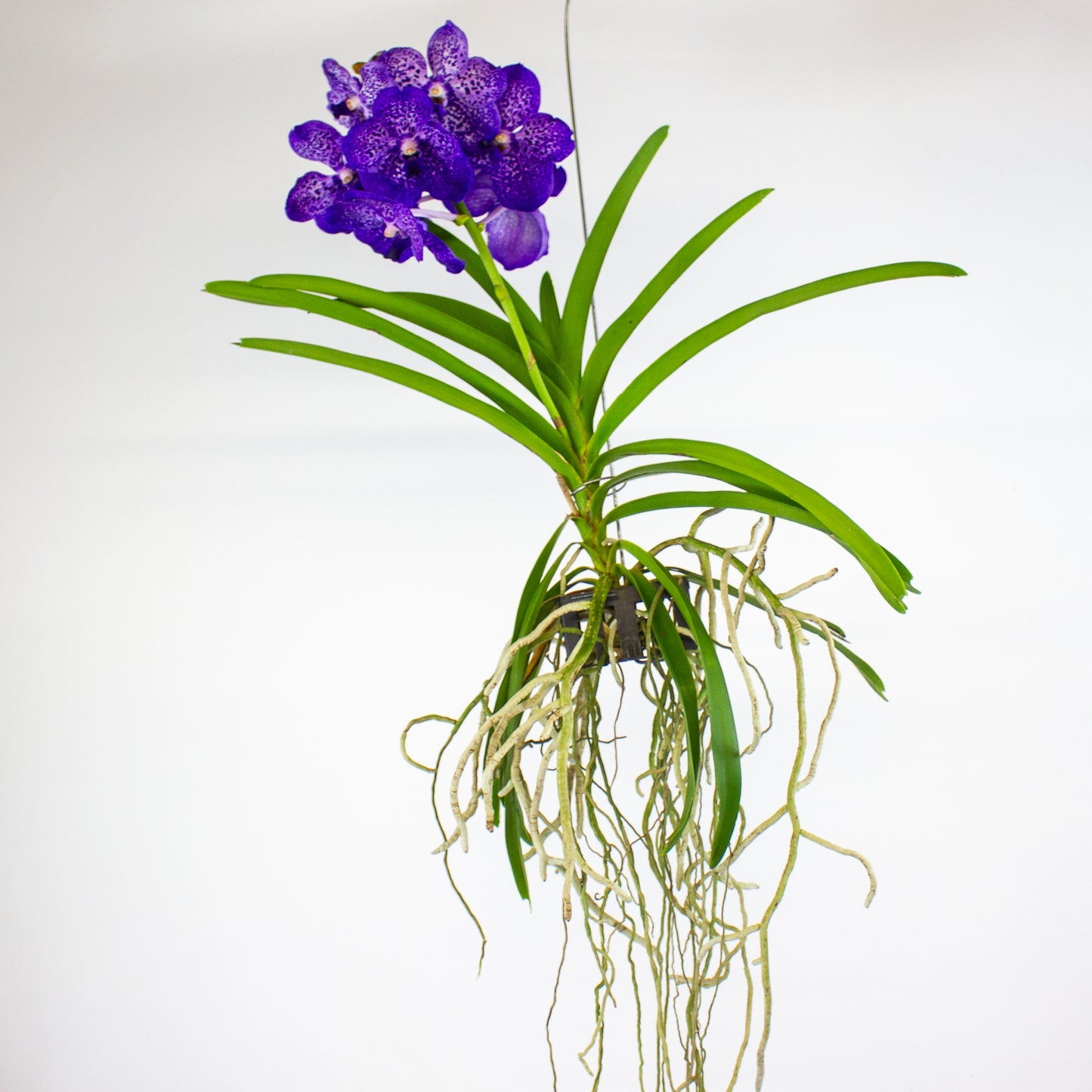 Vanda 13cm H40cm