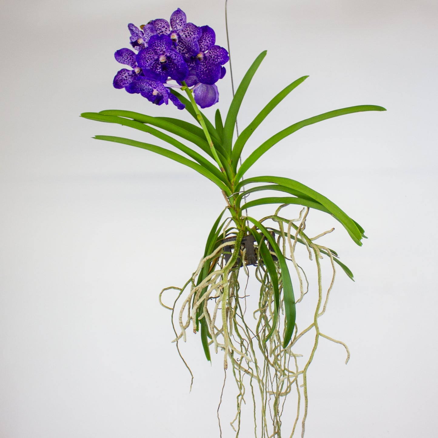 Vanda 13cm H40cm