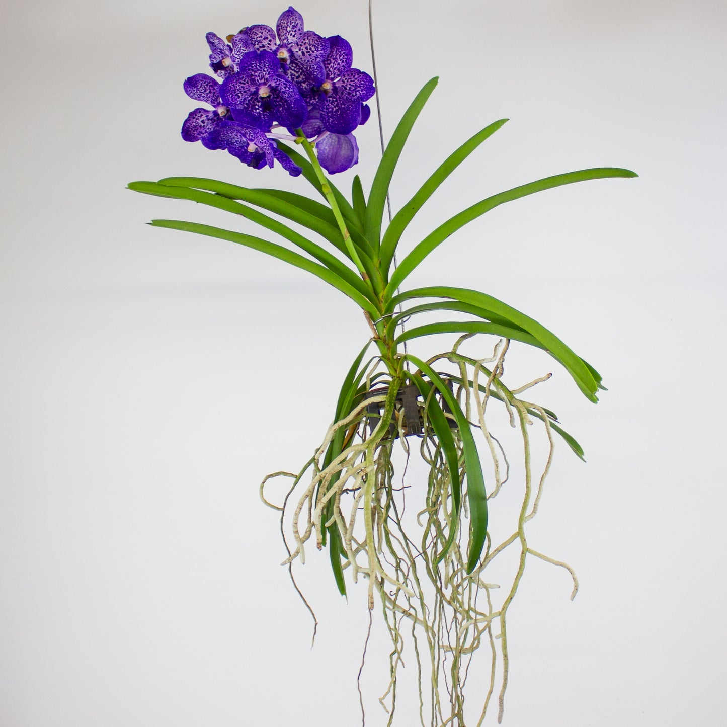 Vanda 13cm H40cm