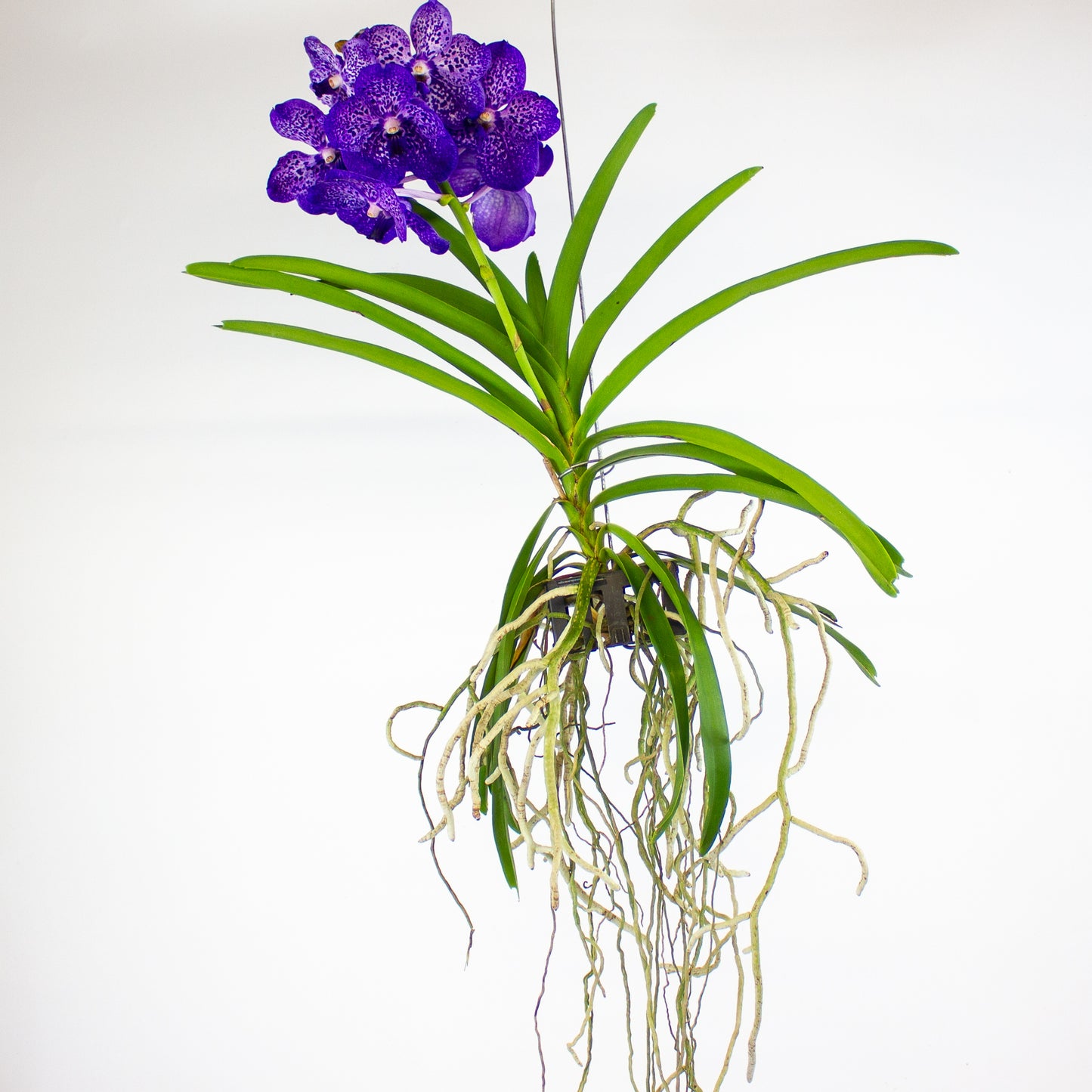 Vanda 13cm H40cm