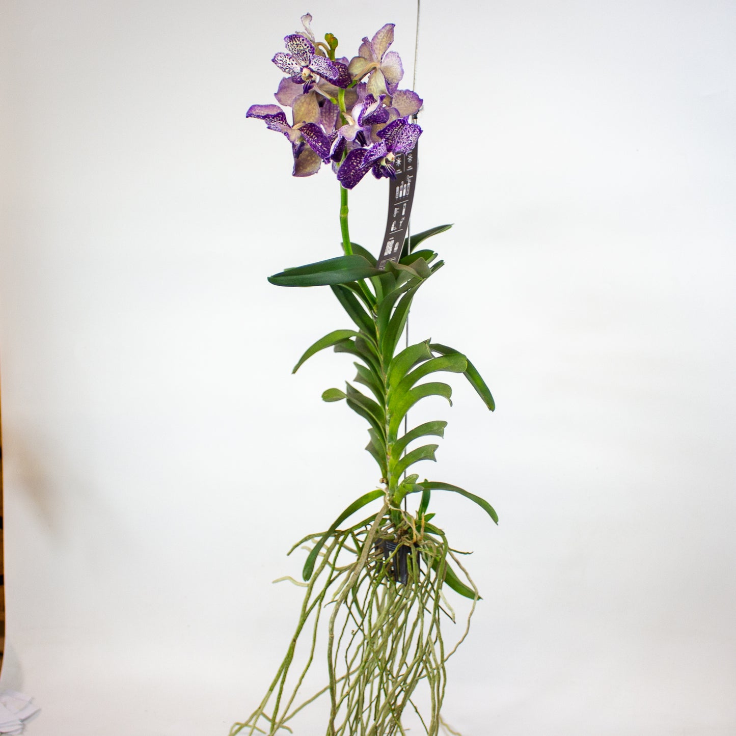 Vanda 15cm H60cm