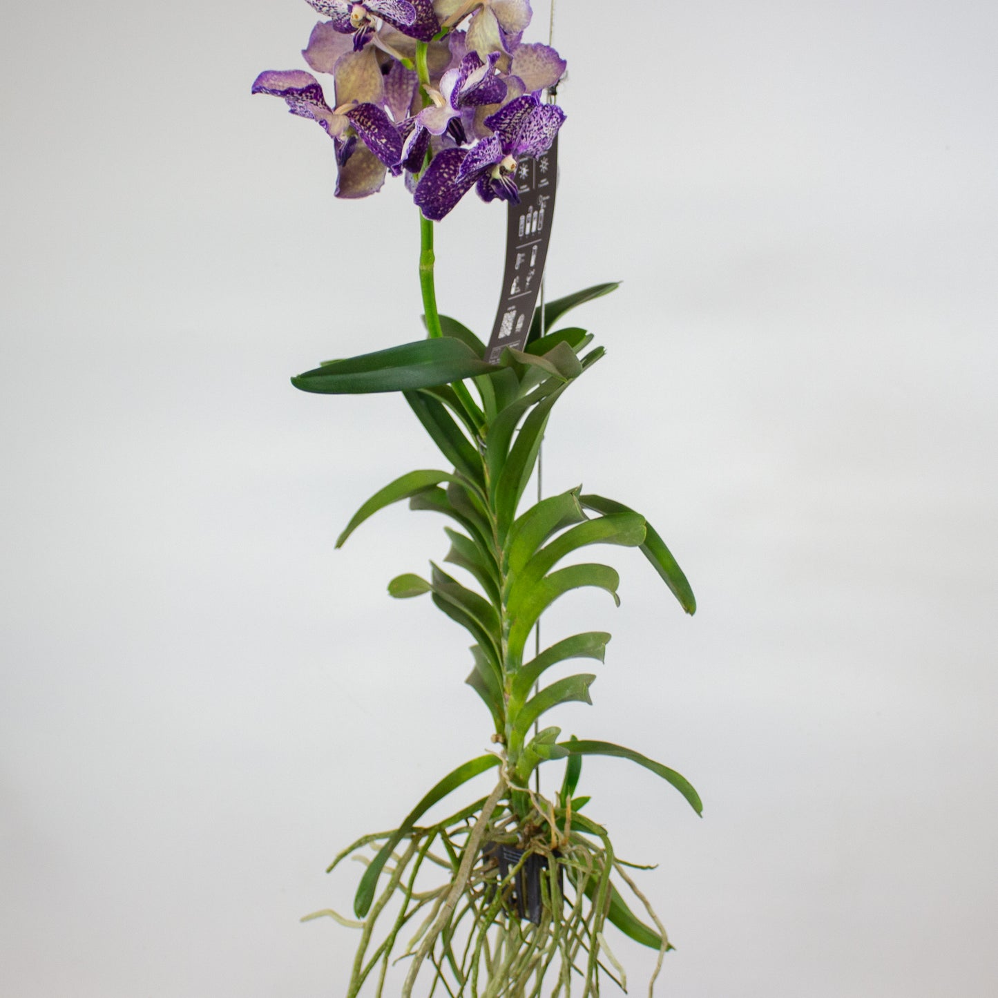 Vanda 15cm H60cm