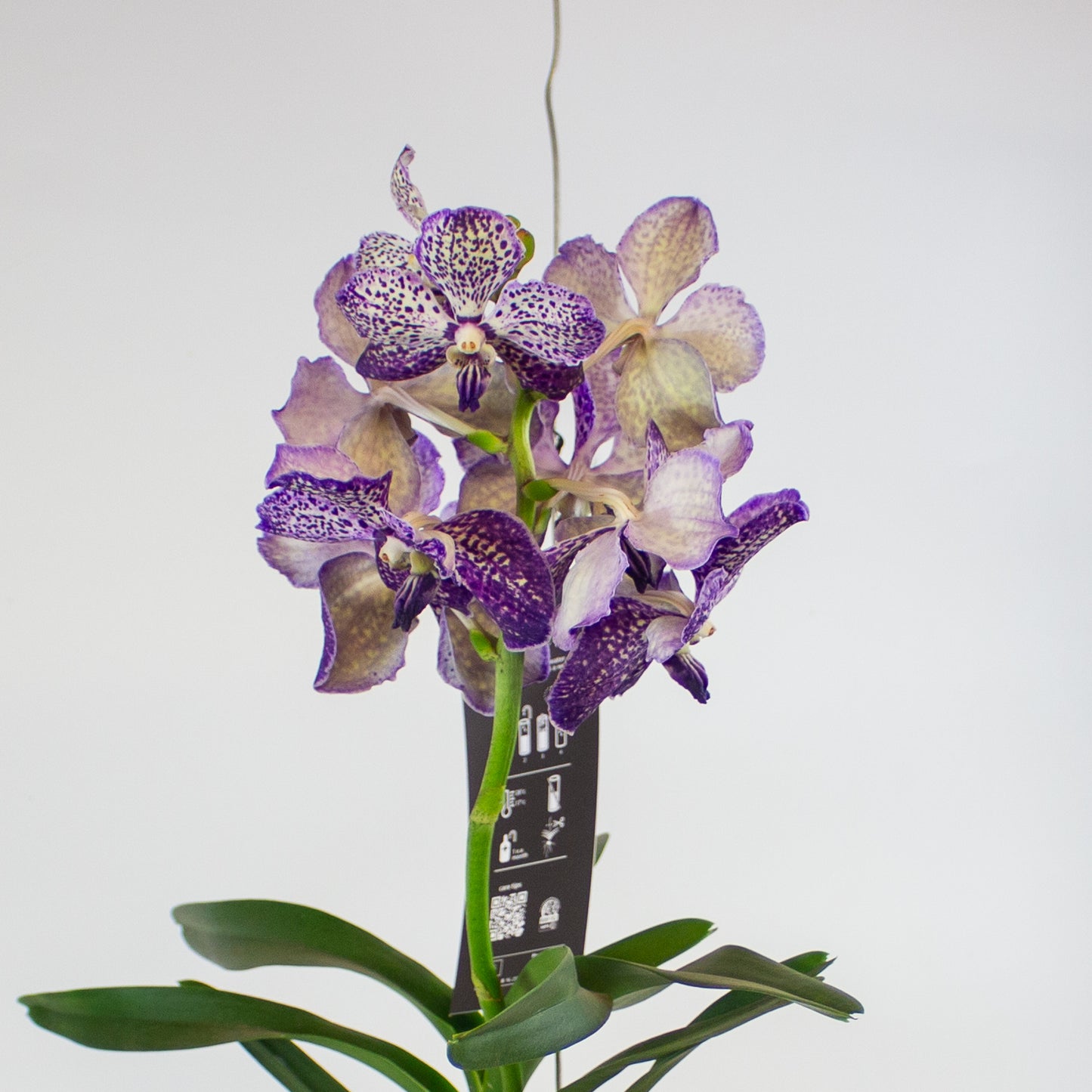 Vanda 15cm H60cm