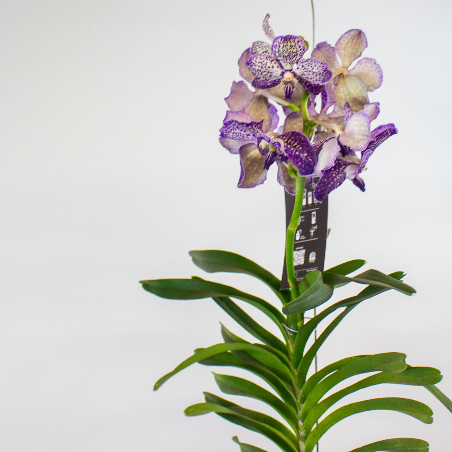 Vanda 15cm H60cm