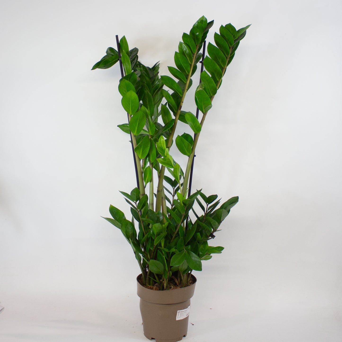 Zamioculcas zamiifolia 17cm H90cm