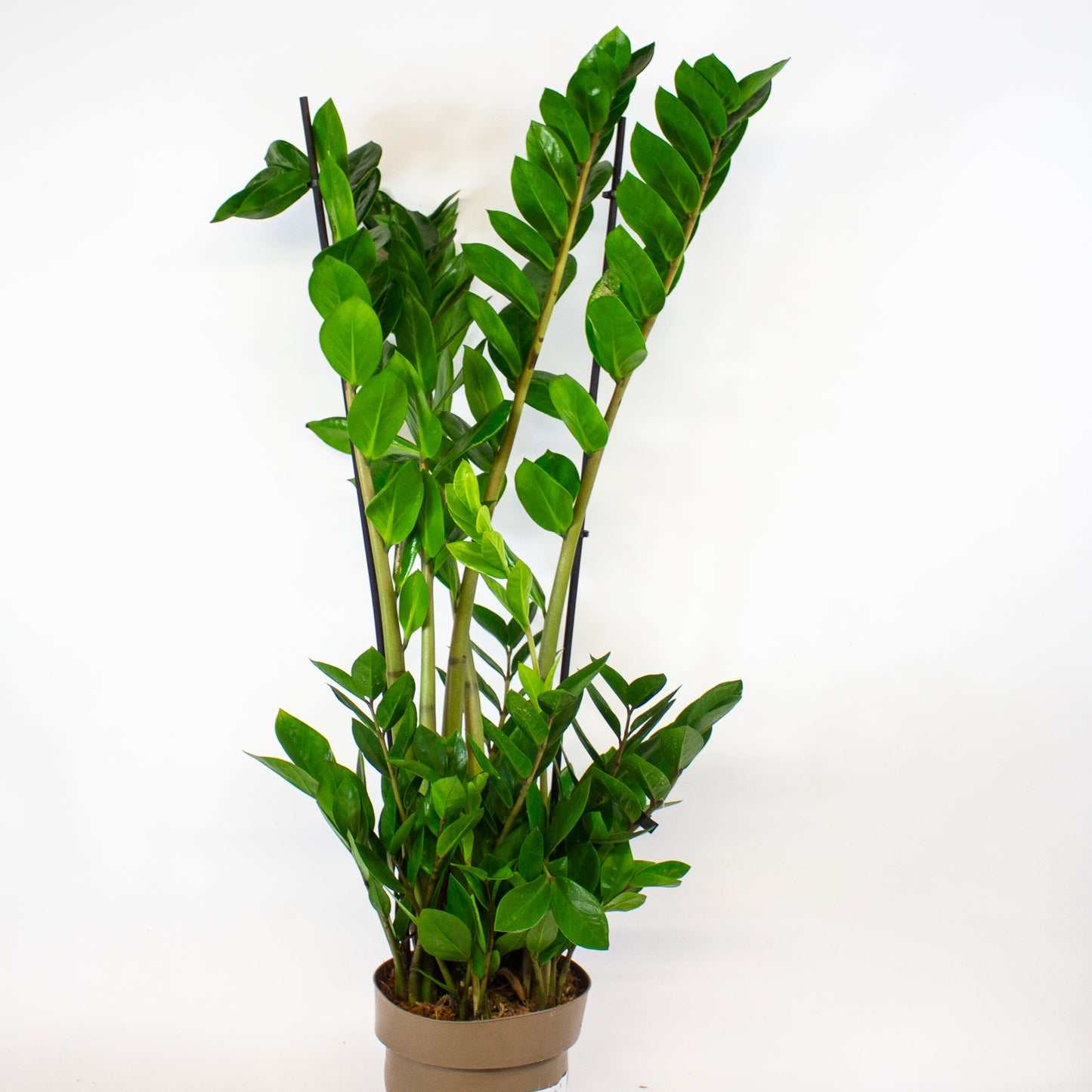 Zamioculcas zamiifolia 17cm H90cm