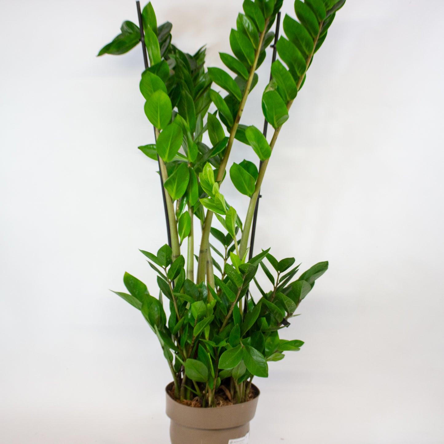 Zamioculcas zamiifolia 17cm H90cm