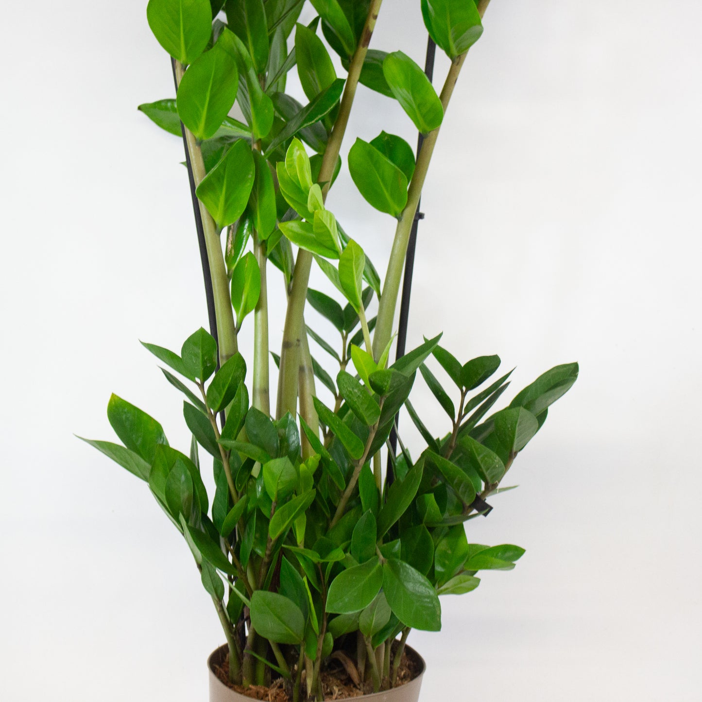 Zamioculcas zamiifolia 17cm H90cm
