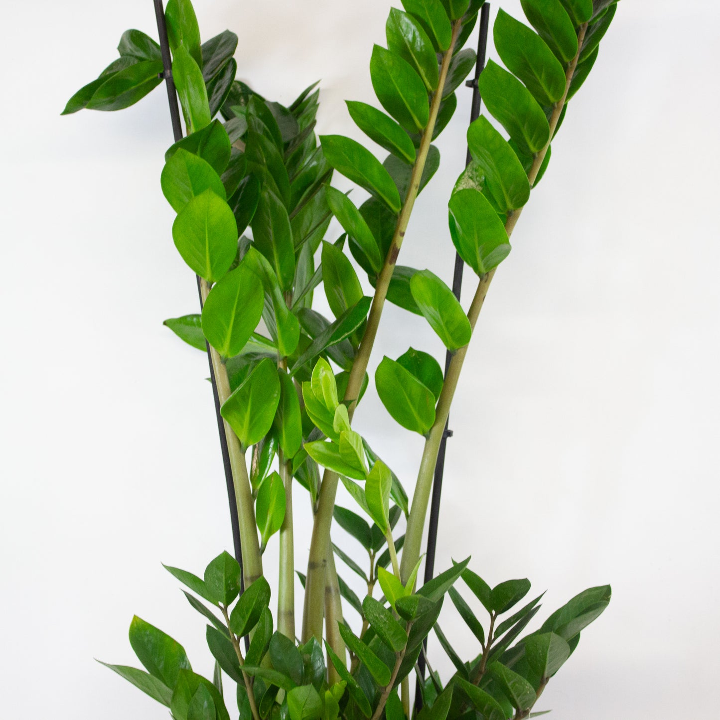 Zamioculcas zamiifolia 17cm H90cm