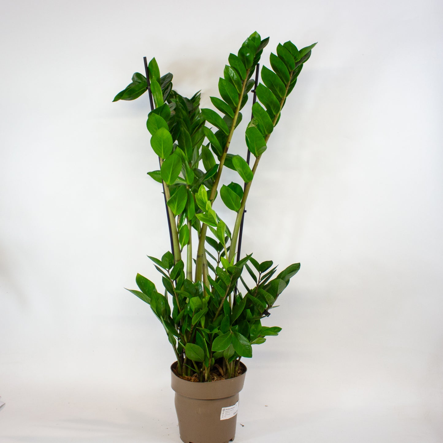 Zamioculcas zamiifolia 17cm H90cm