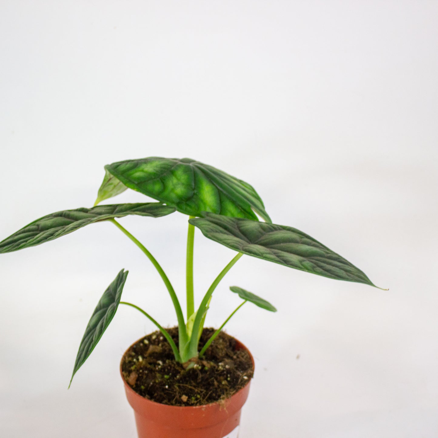 Alocasia Dragon Scale 12cm H25cm