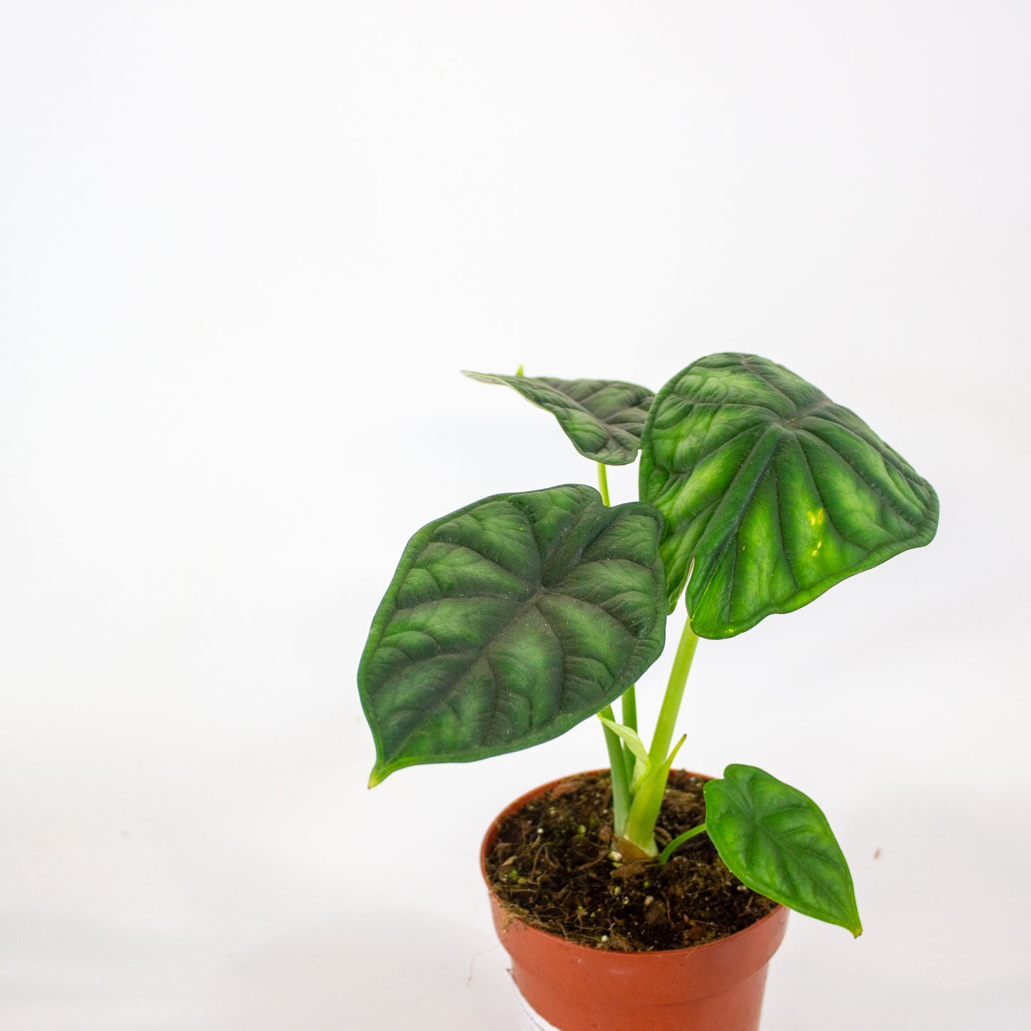 Alocasia Dragon Scale 12cm H25cm