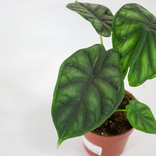 Alocasia Dragon Scale 12cm H25cm
