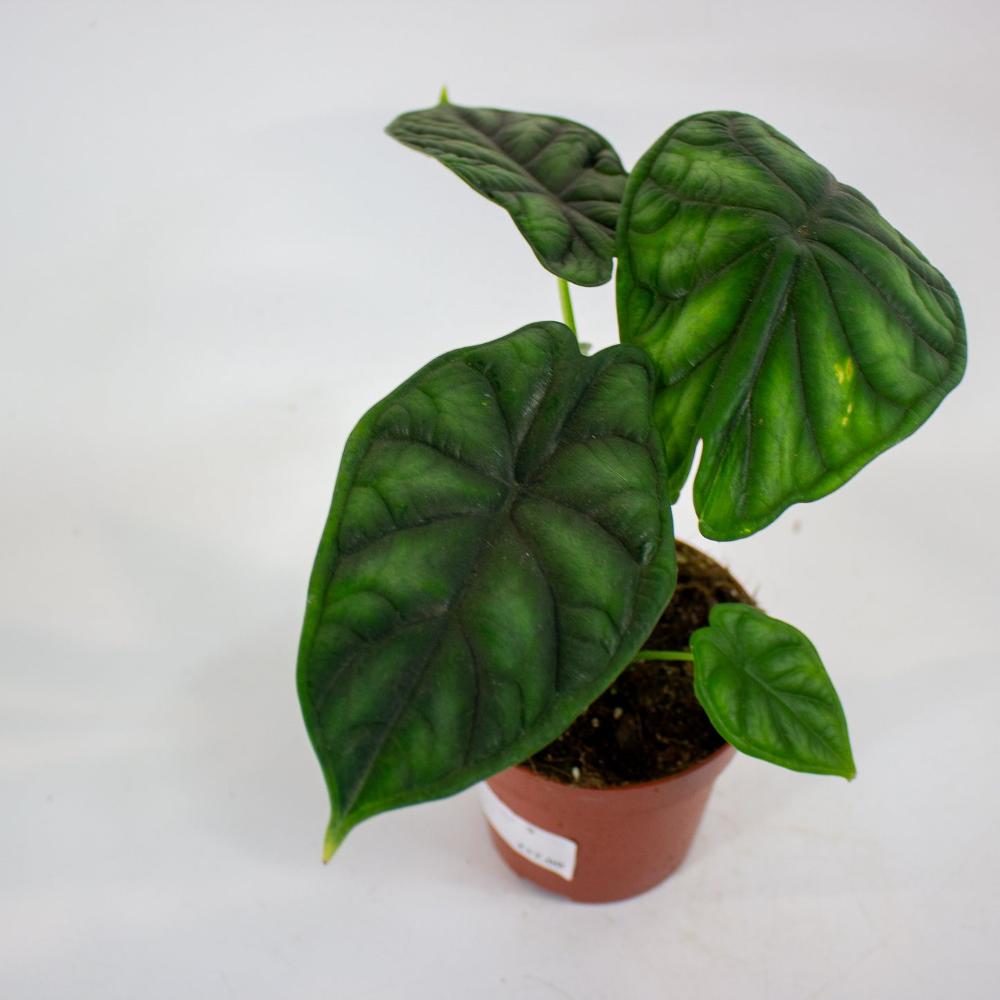 Alocasia Dragon Scale 12cm H25cm