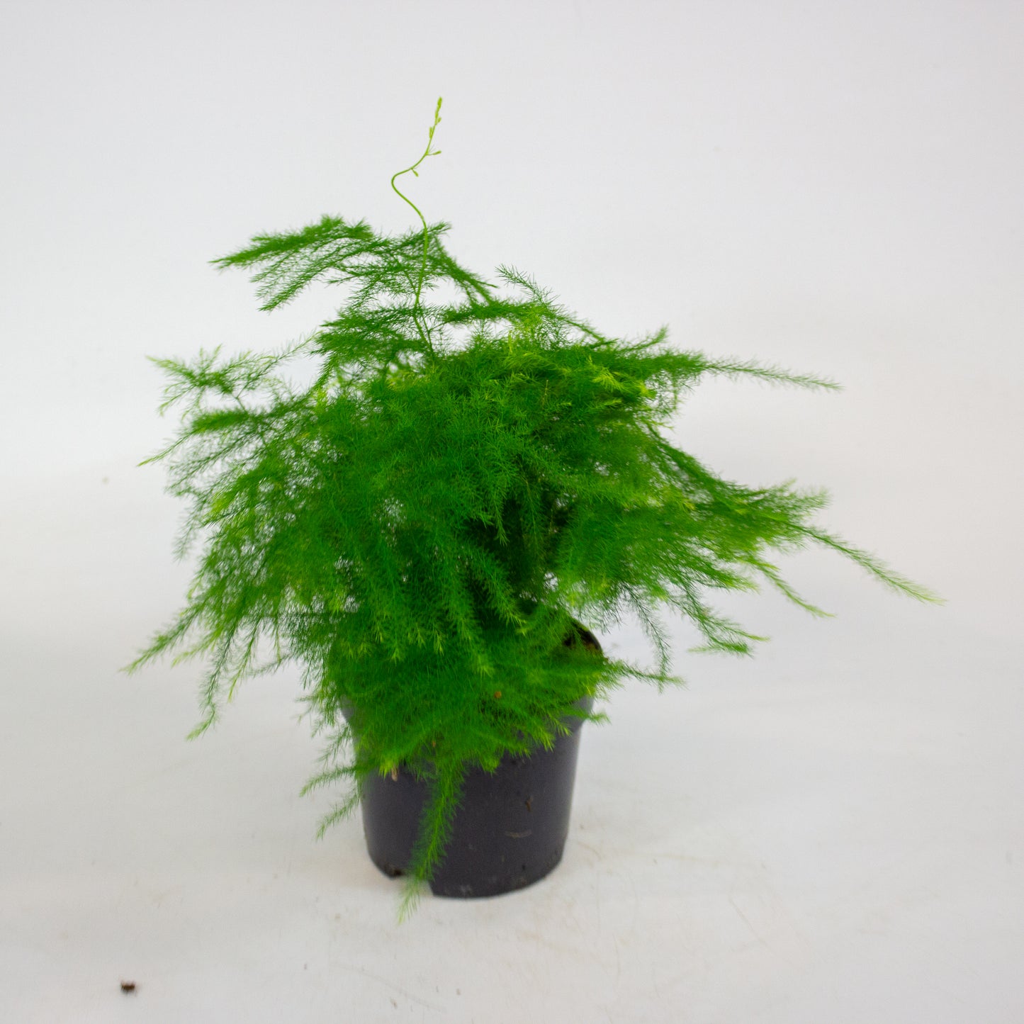 Asparagus Setaceus 9cm H30cm