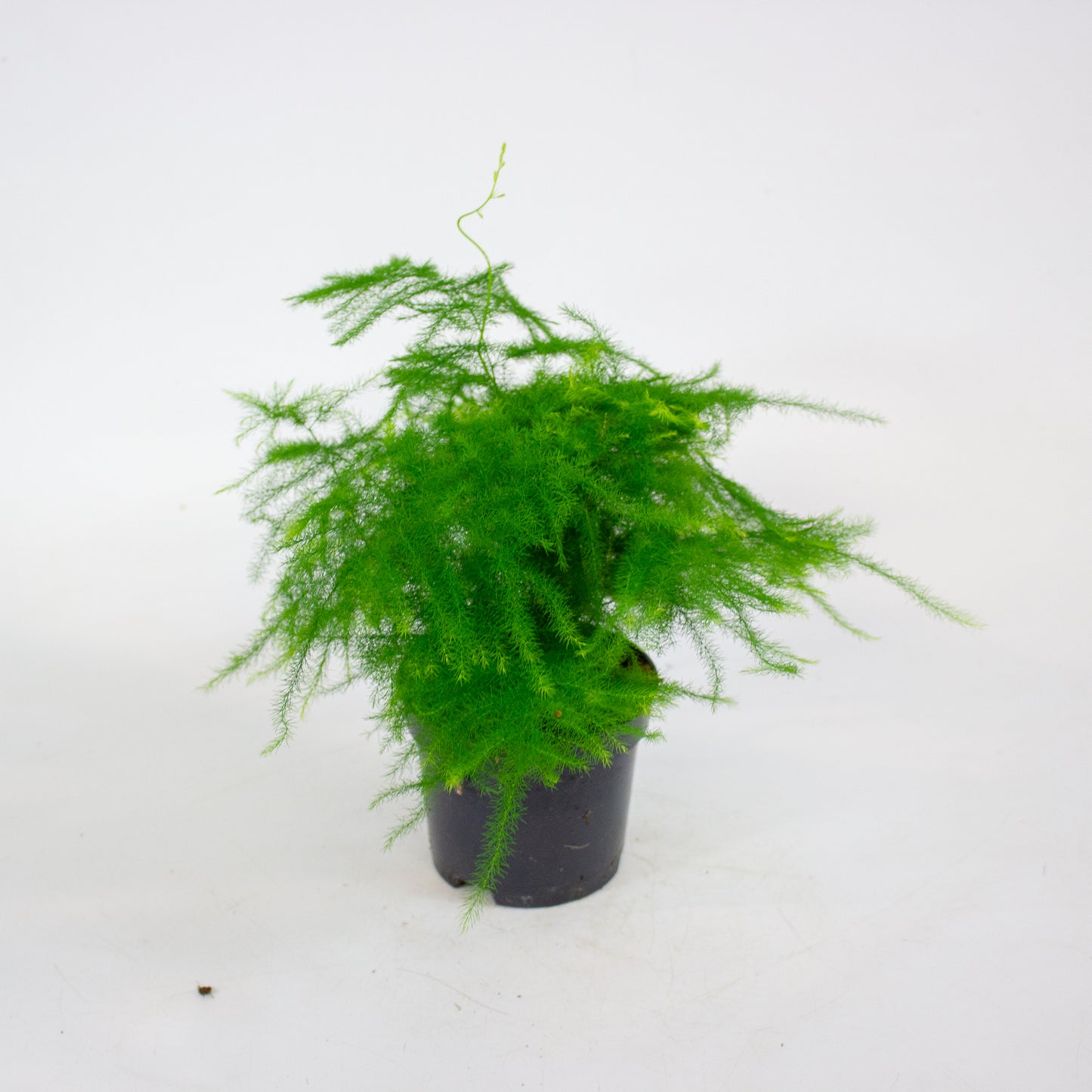 Asparagus Setaceus 9cm H30cm