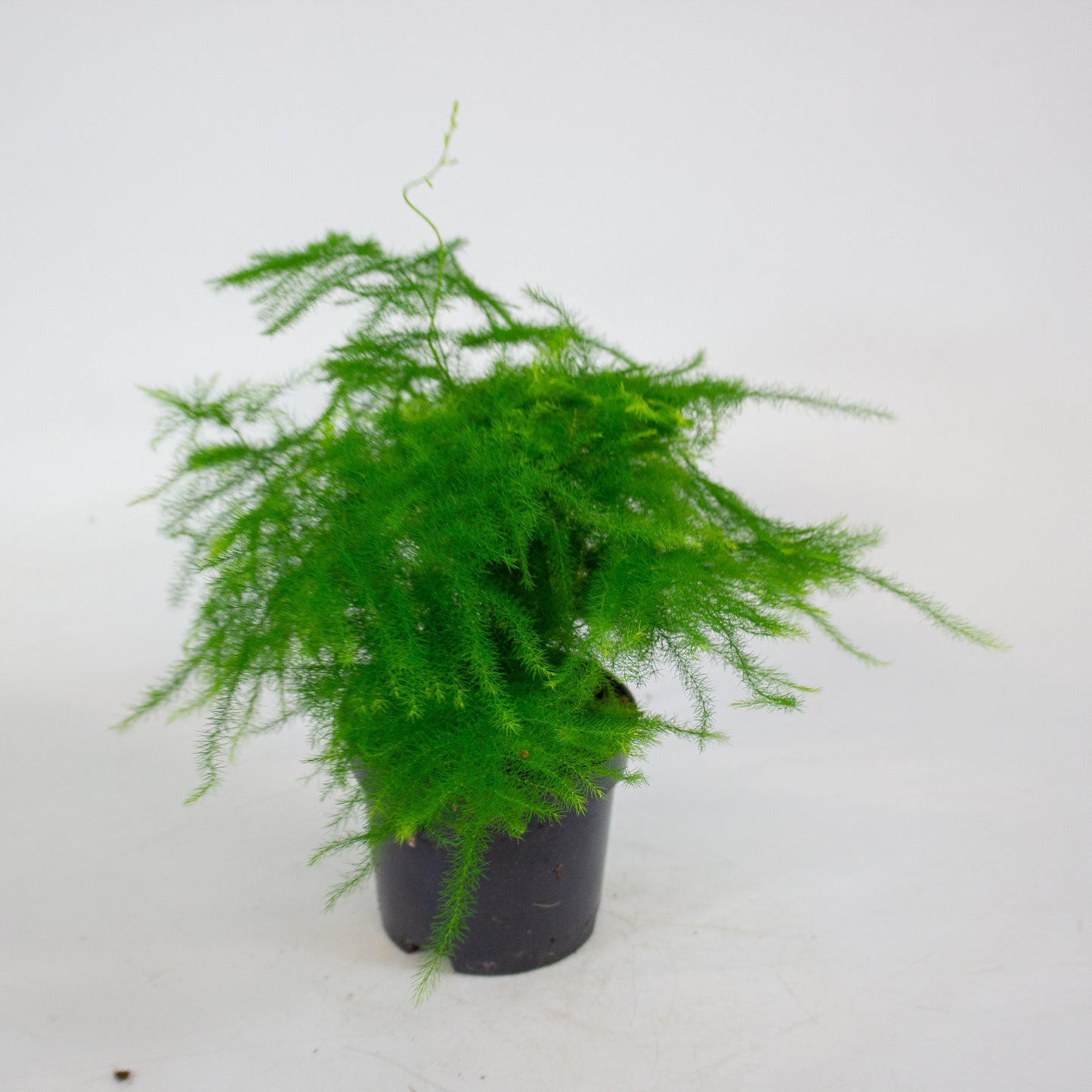 Asparagus Setaceus 9cm H30cm