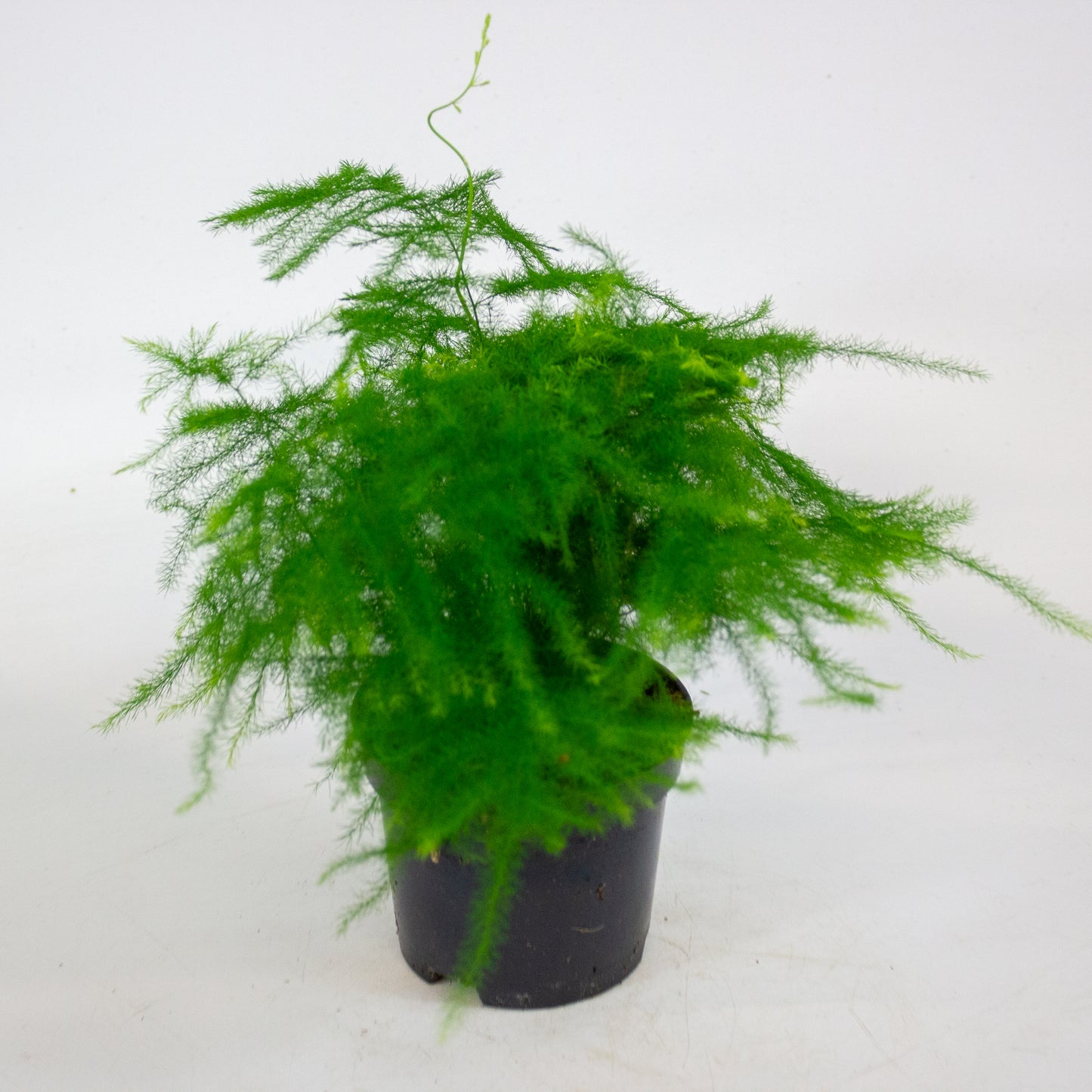Asparagus Setaceus 9cm H30cm