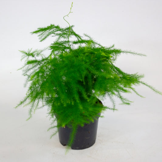 Asparagus Setaceus 9cm H30cm