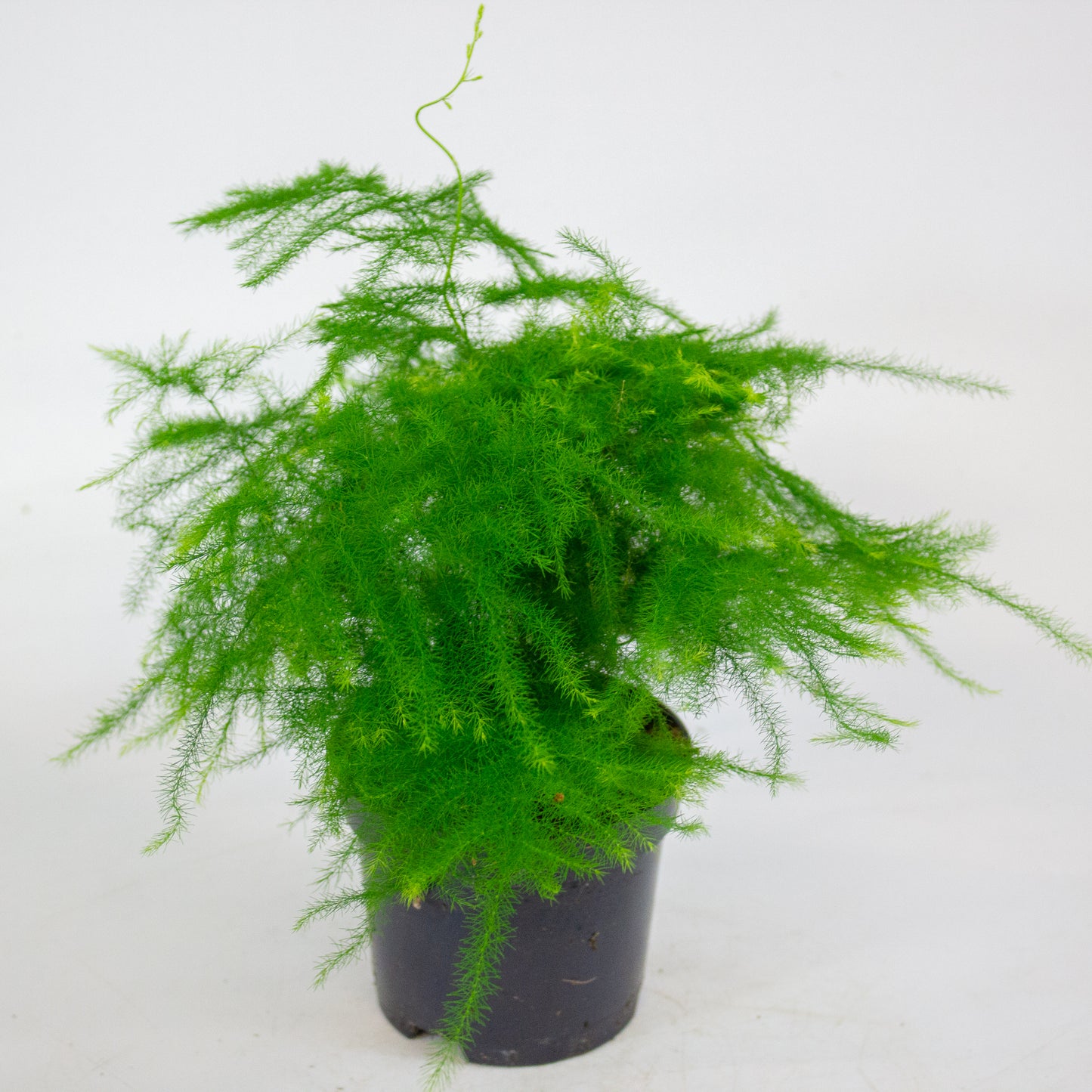 Asparagus Setaceus 9cm H30cm