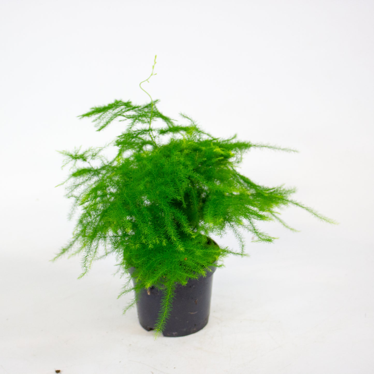 Asparagus Setaceus 9cm H30cm
