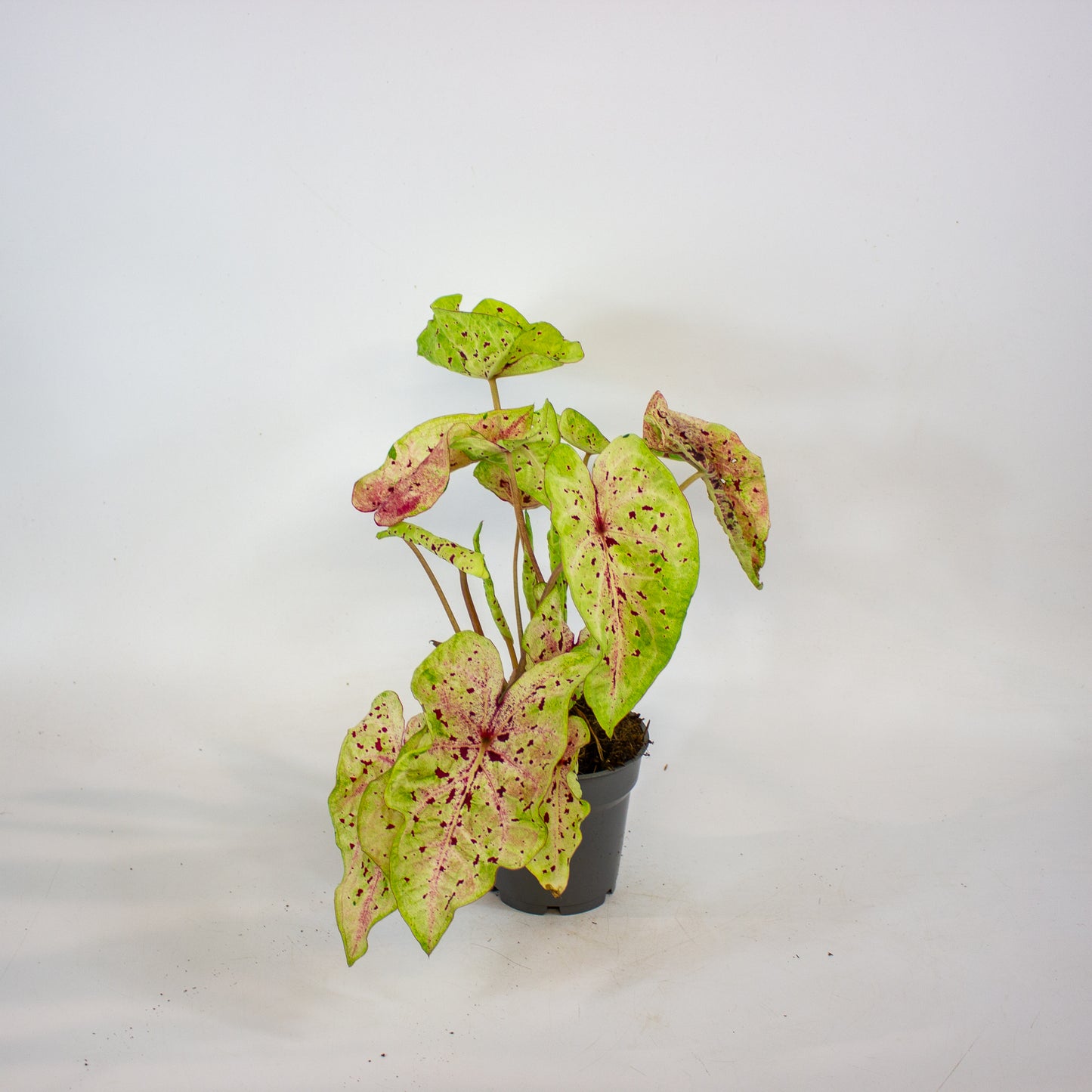 Caladium Miss Muffet 12cm H25cm