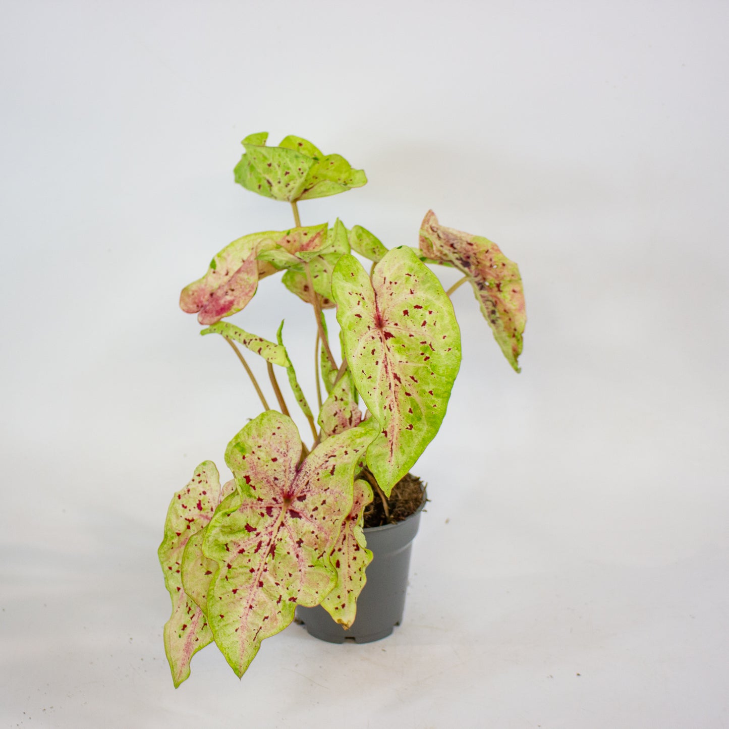 Caladium Miss Muffet 12cm H25cm