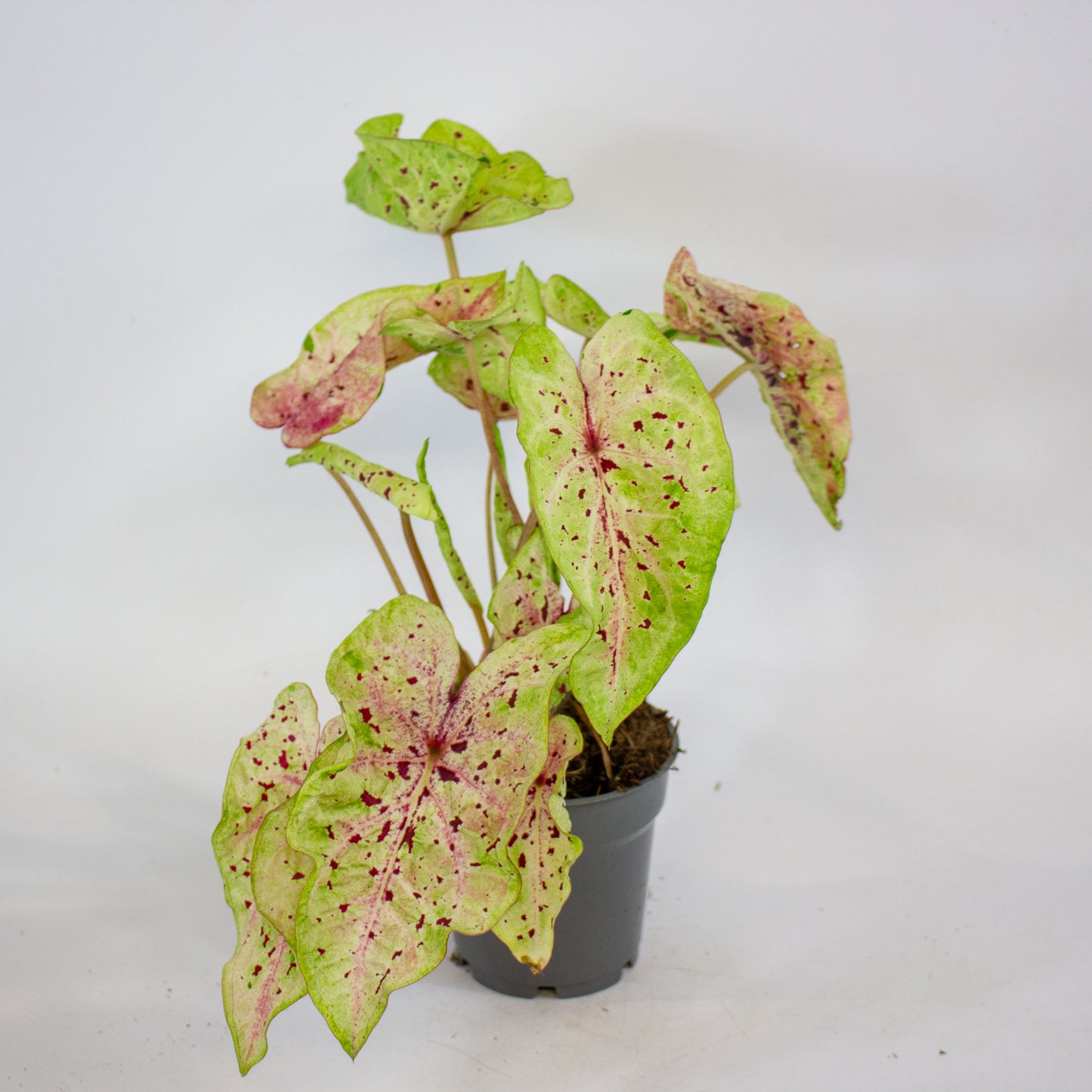 Caladium Miss Muffet 12cm H25cm