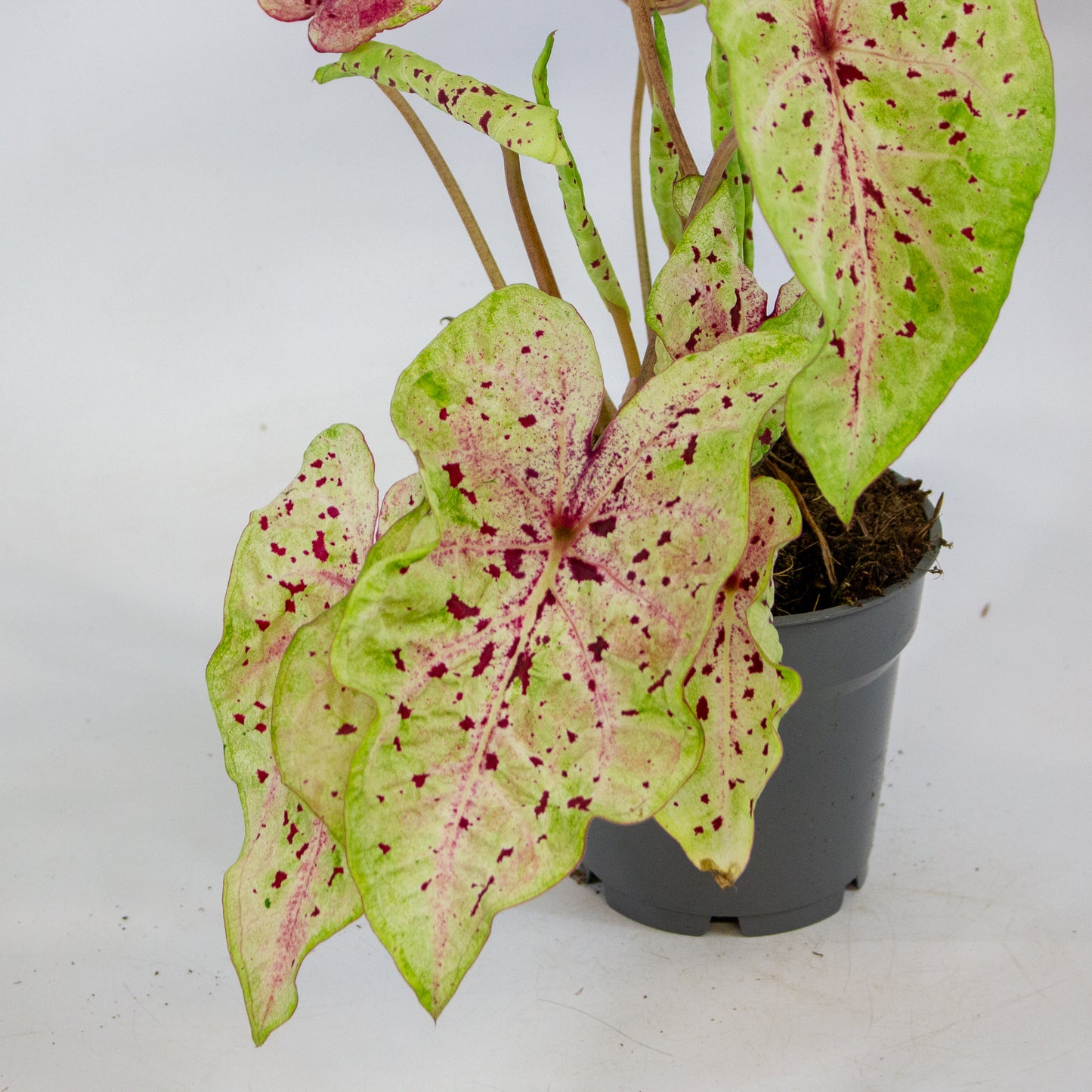 Caladium Miss Muffet 12cm H25cm