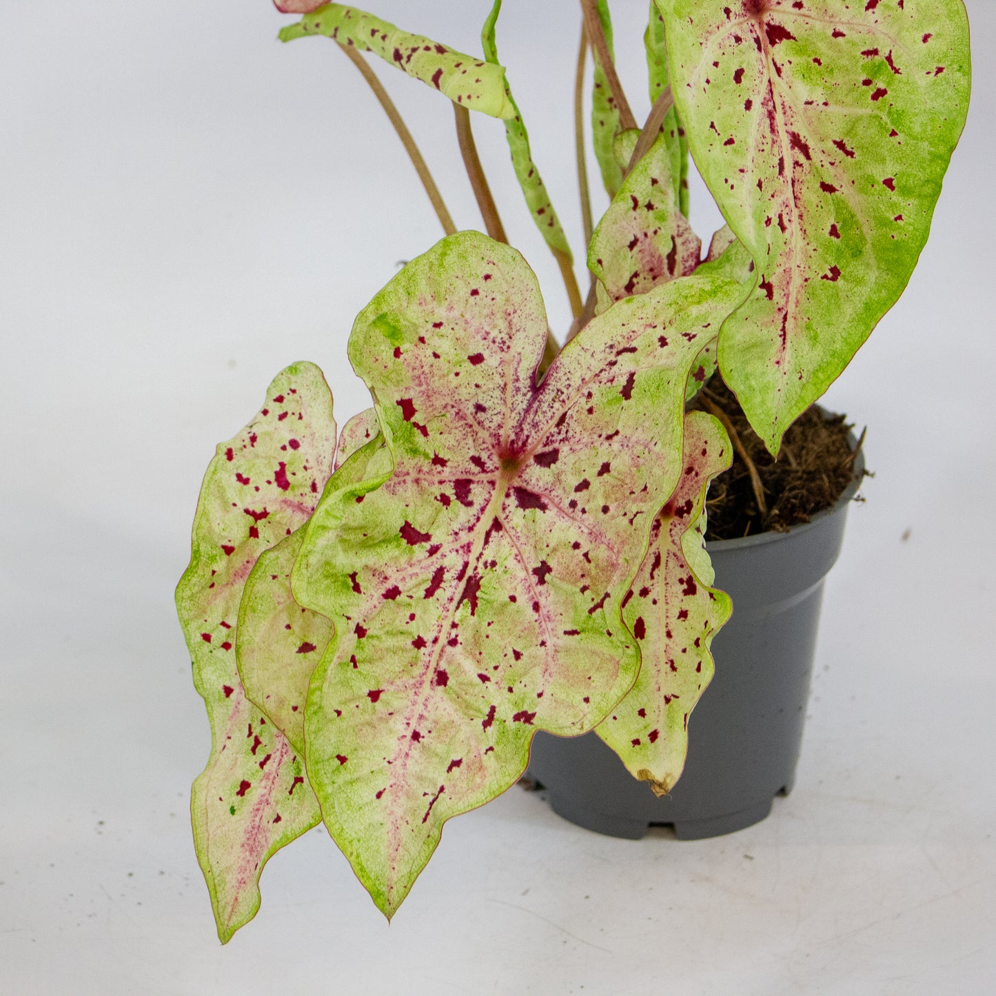 Caladium Miss Muffet 12cm H25cm