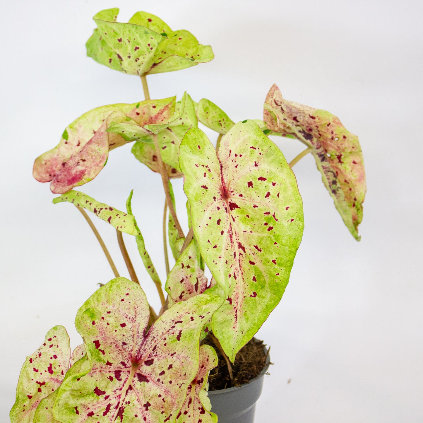 Caladium Miss Muffet 12cm H25cm