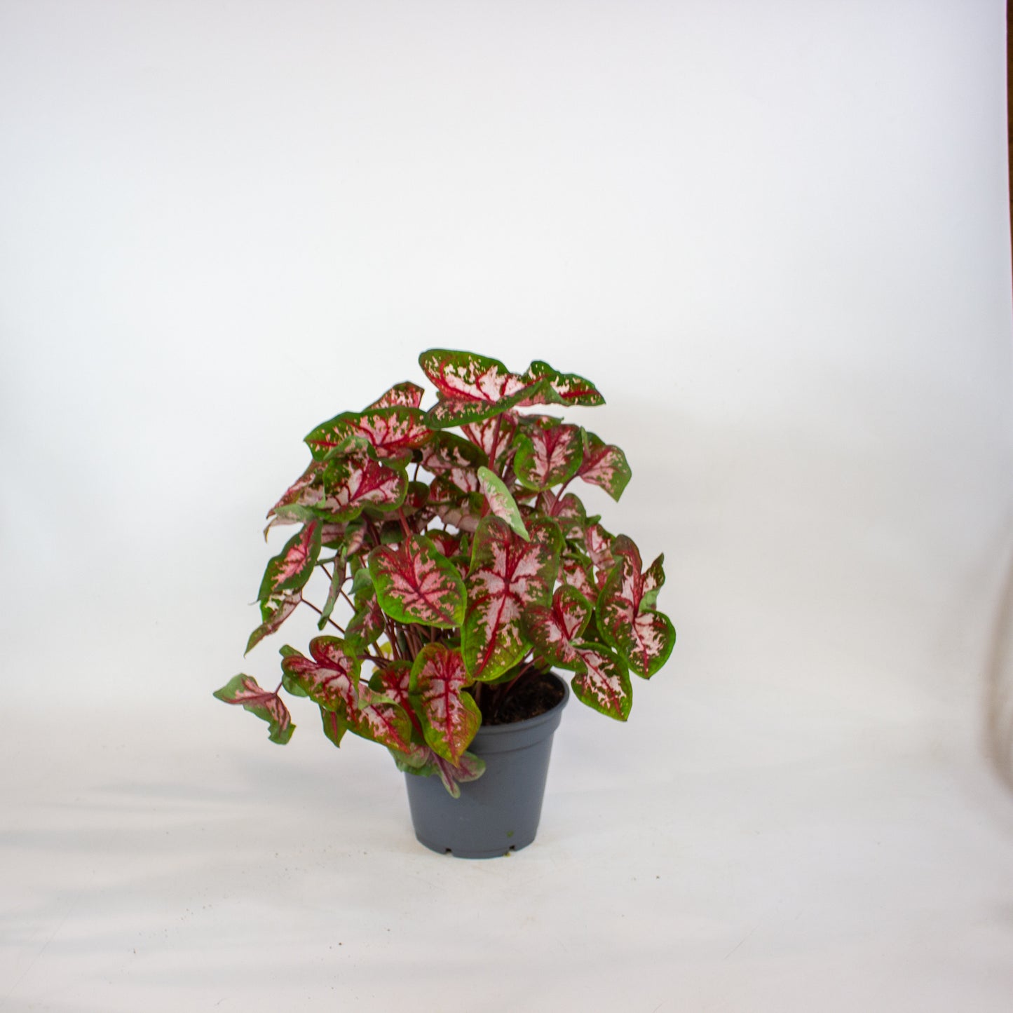 Caladium Roze 17cm H50cm