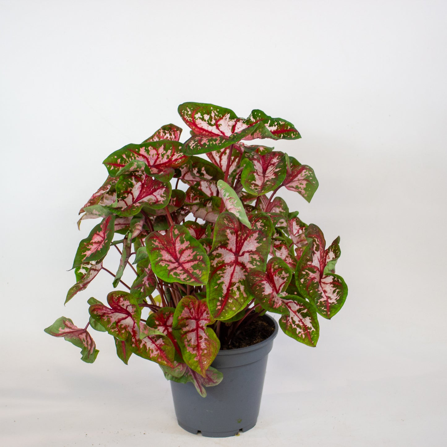 Caladium Roze 17cm H50cm