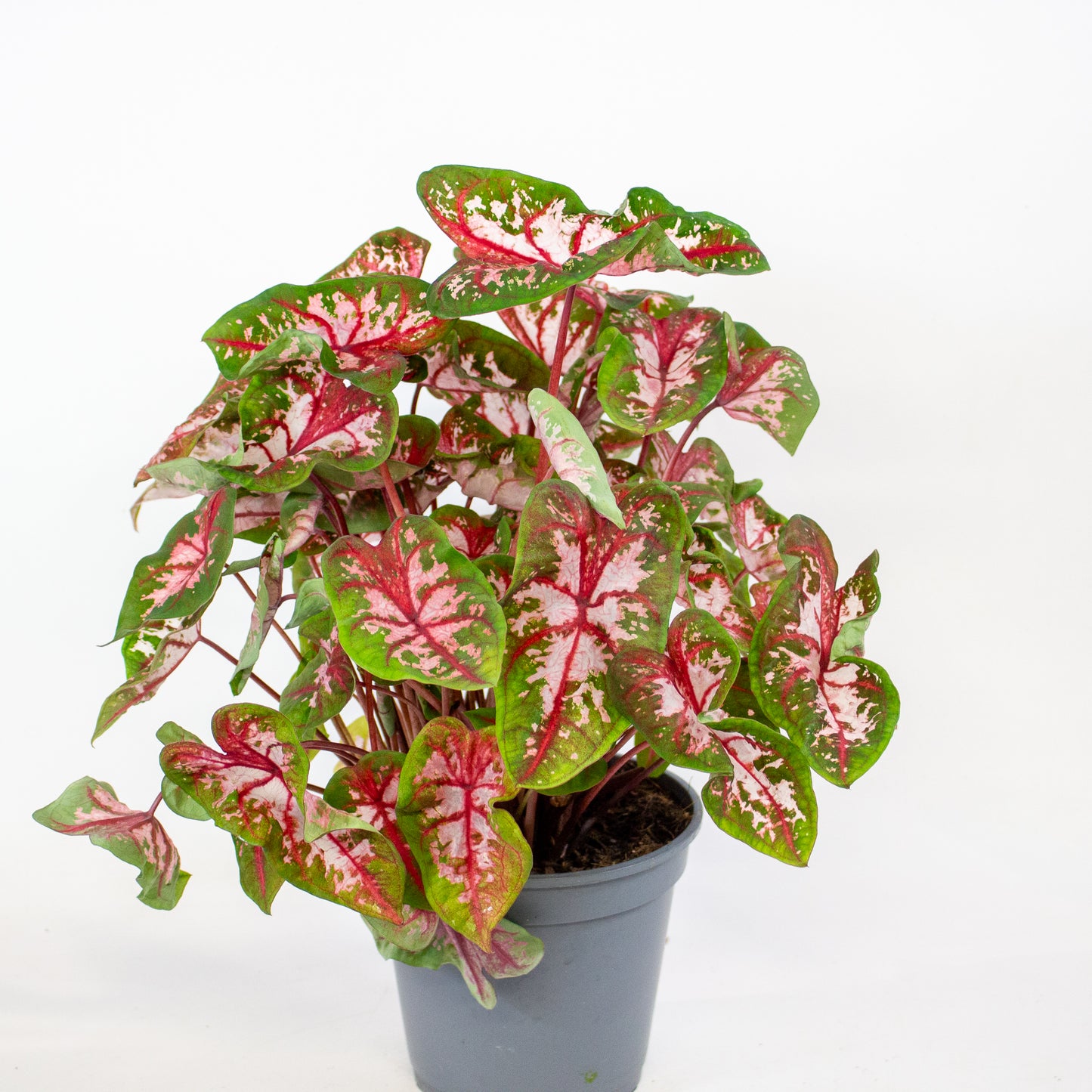 Caladium Roze 17cm H50cm