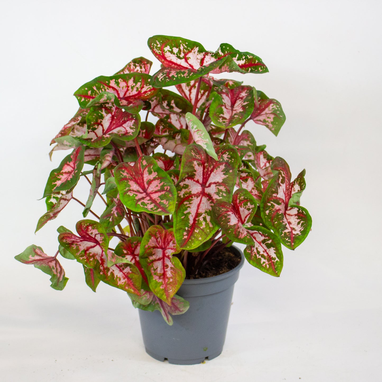 Caladium Roze 17cm H50cm
