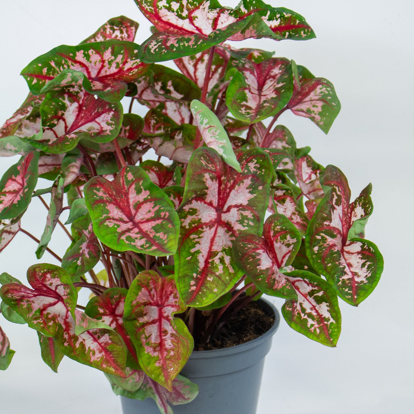 Caladium Roze 17cm H50cm