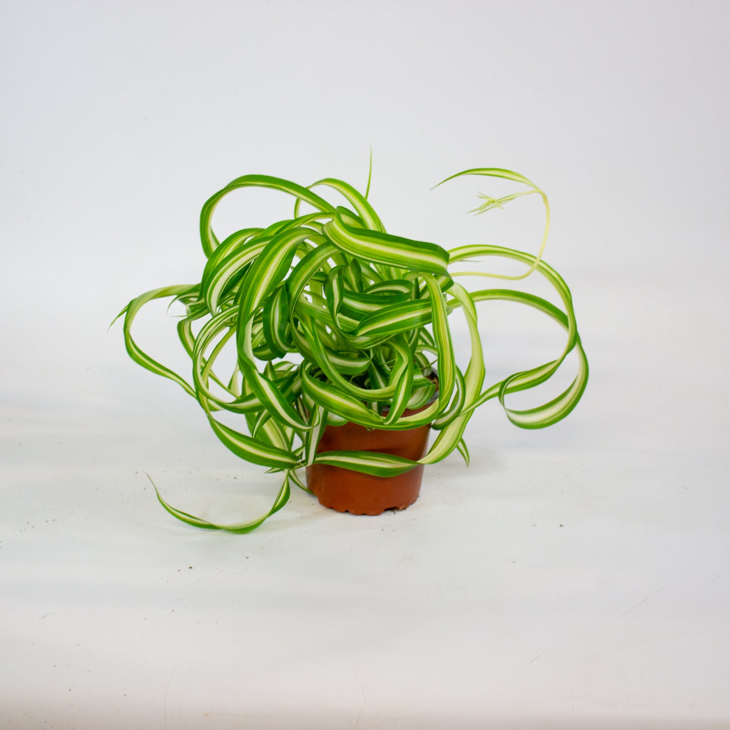 Chlorophytum Comosum Bonnie 12cm H25cm