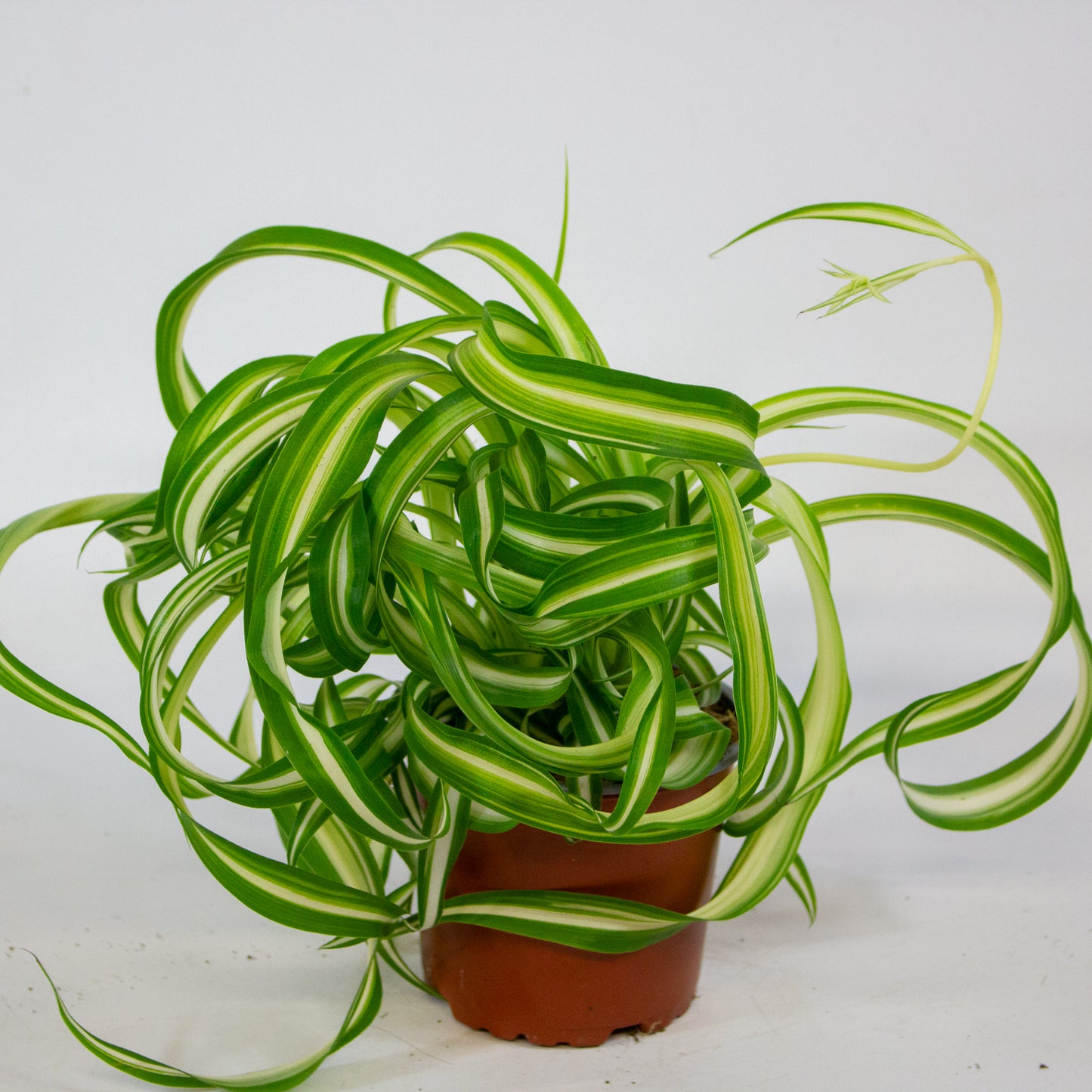 Chlorophytum Comosum Bonnie 12cm H25cm