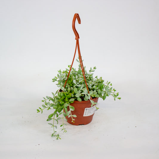 Cotyledon Pendens 12cm H25cm