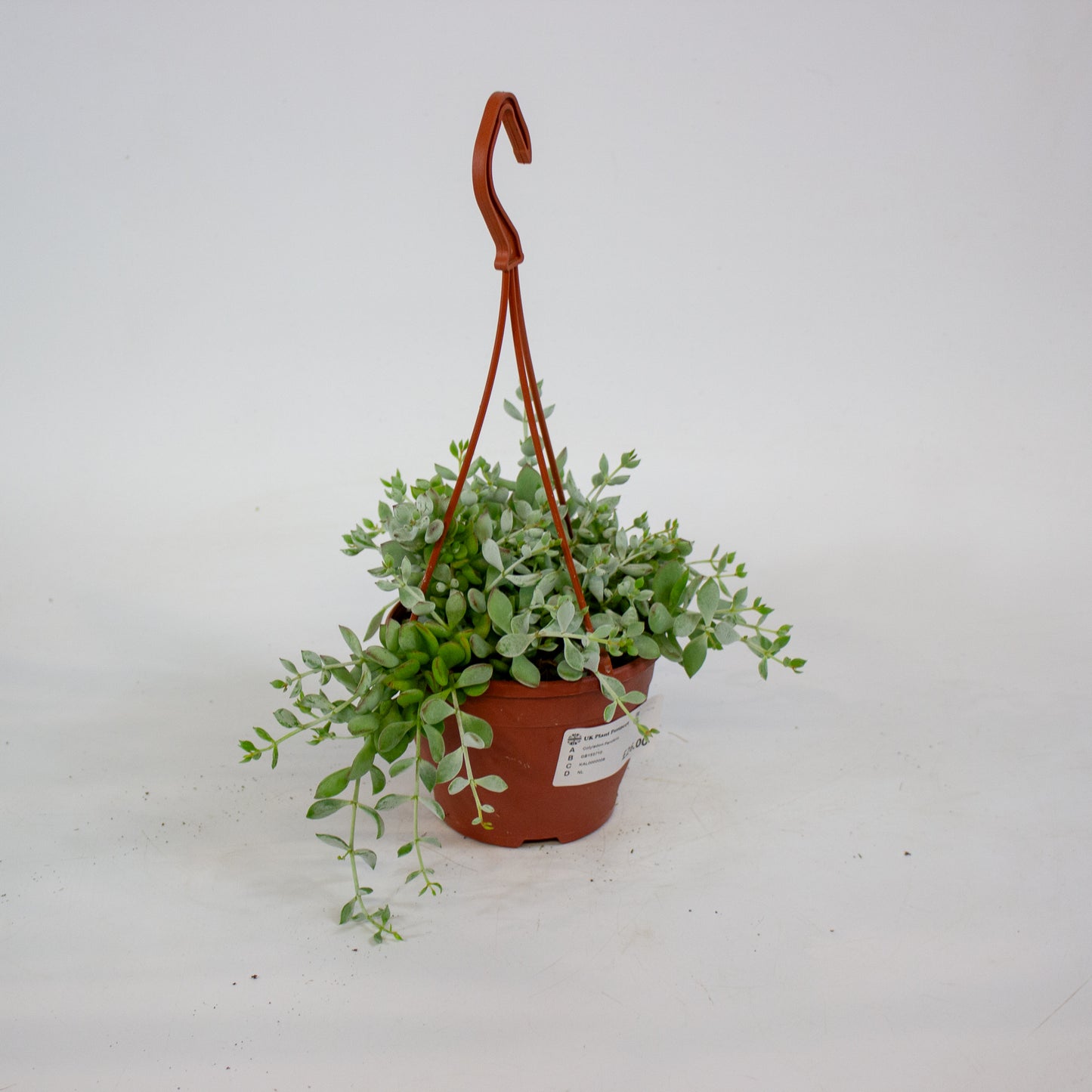 Cotyledon Pendens 12cm H25cm