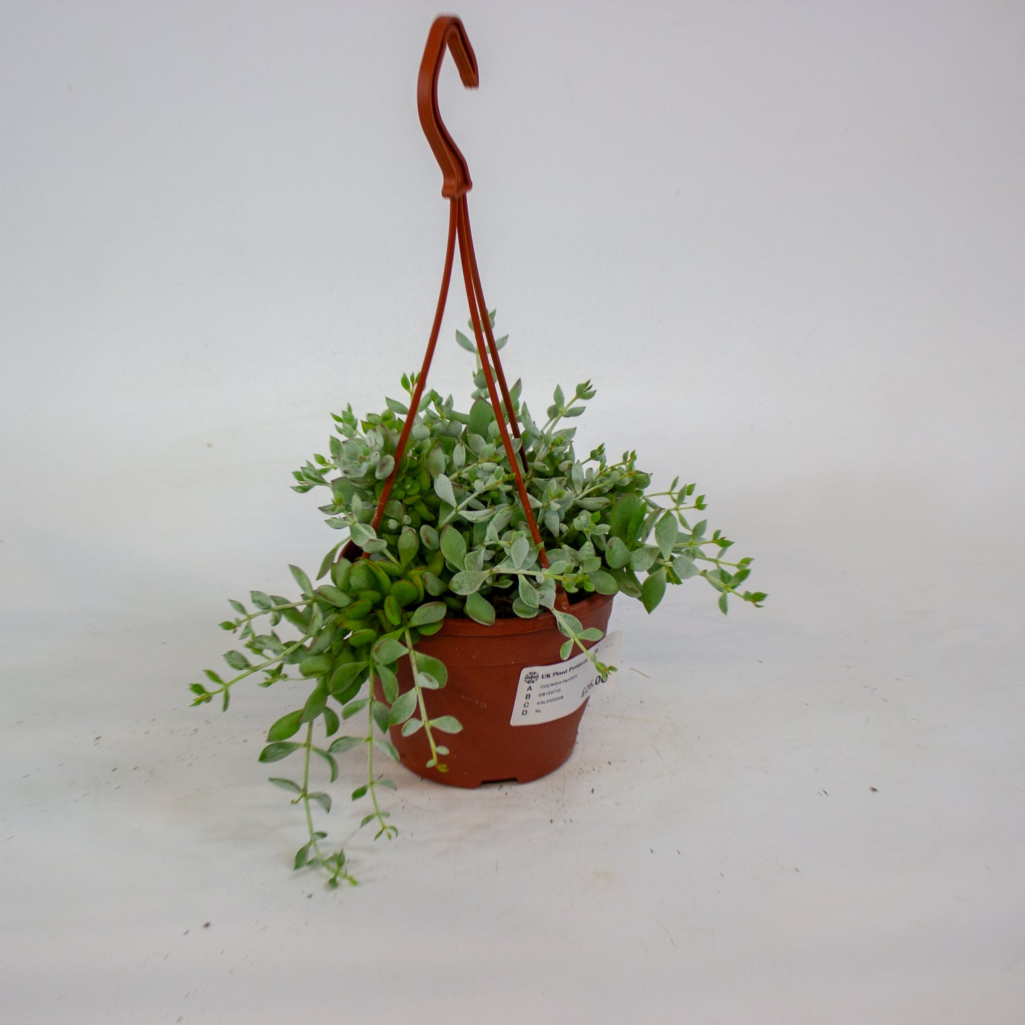 Cotyledon Pendens 12cm H25cm