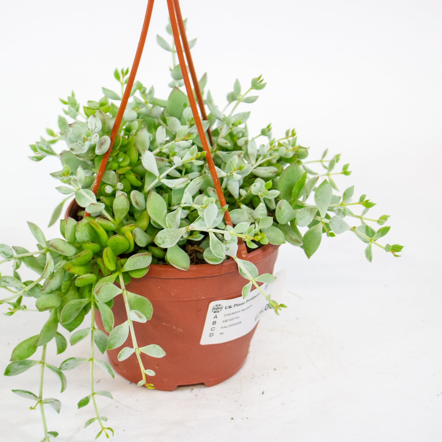 Cotyledon Pendens 12cm H25cm