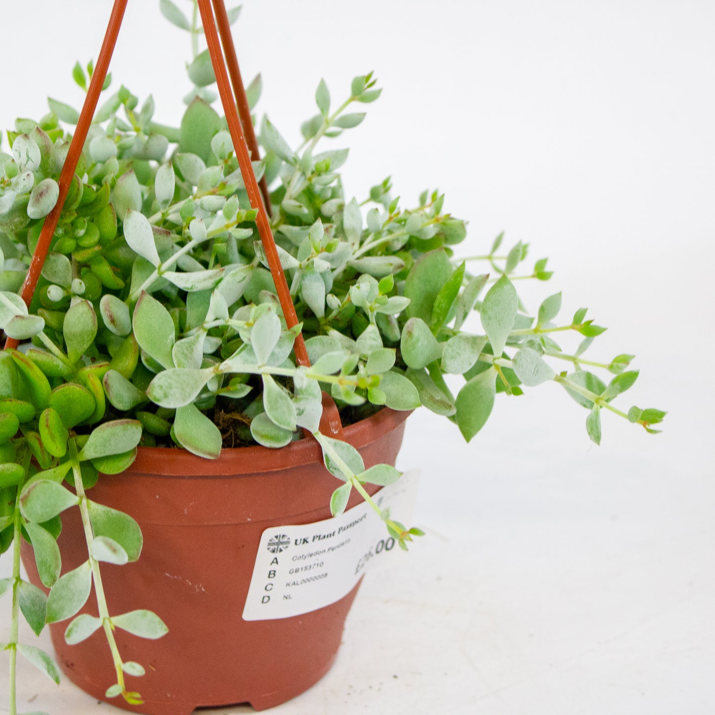 Cotyledon Pendens 12cm H25cm