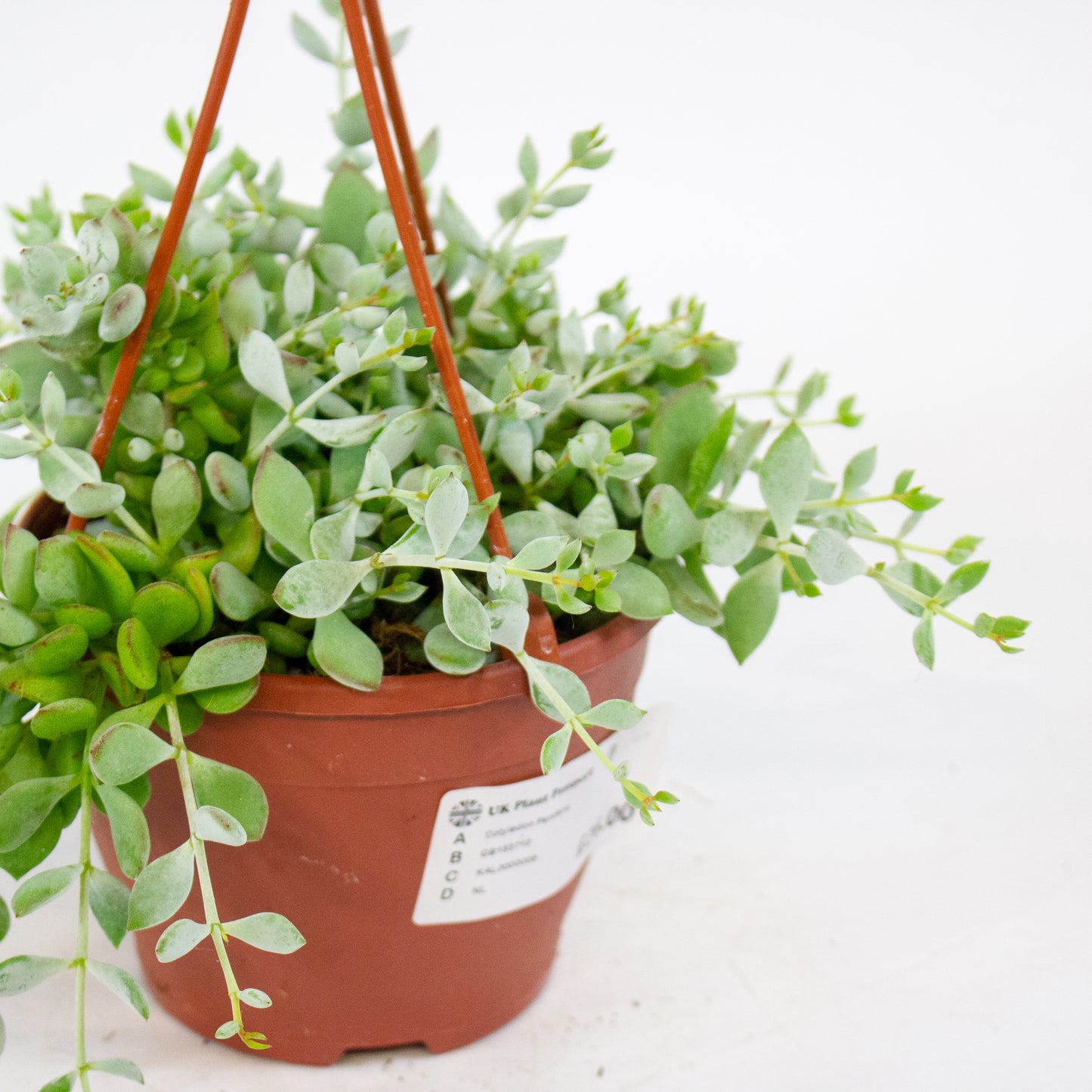 Cotyledon Pendens 12cm H25cm