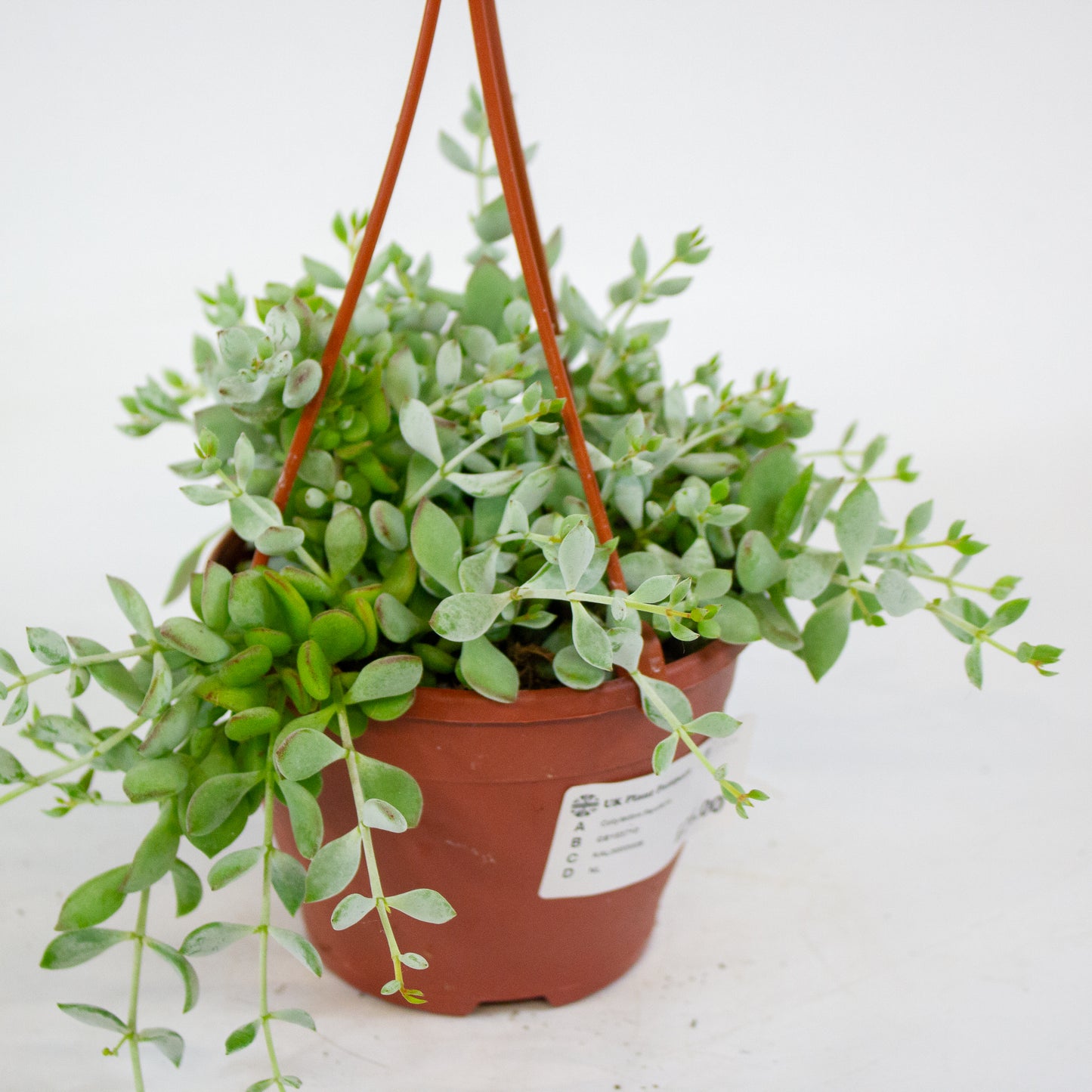 Cotyledon Pendens 12cm H25cm