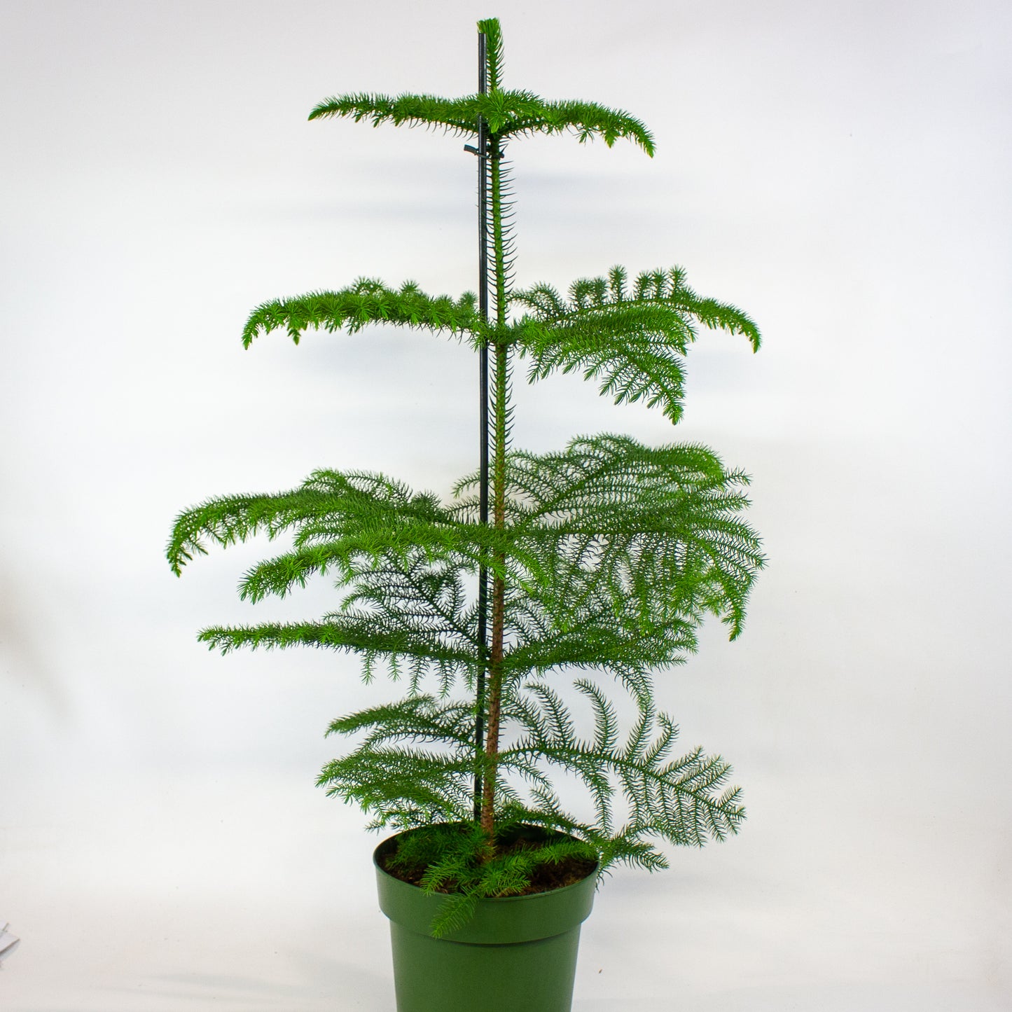 Araucaria heterophylla -  Norfolk Island pine 21cm H80cm